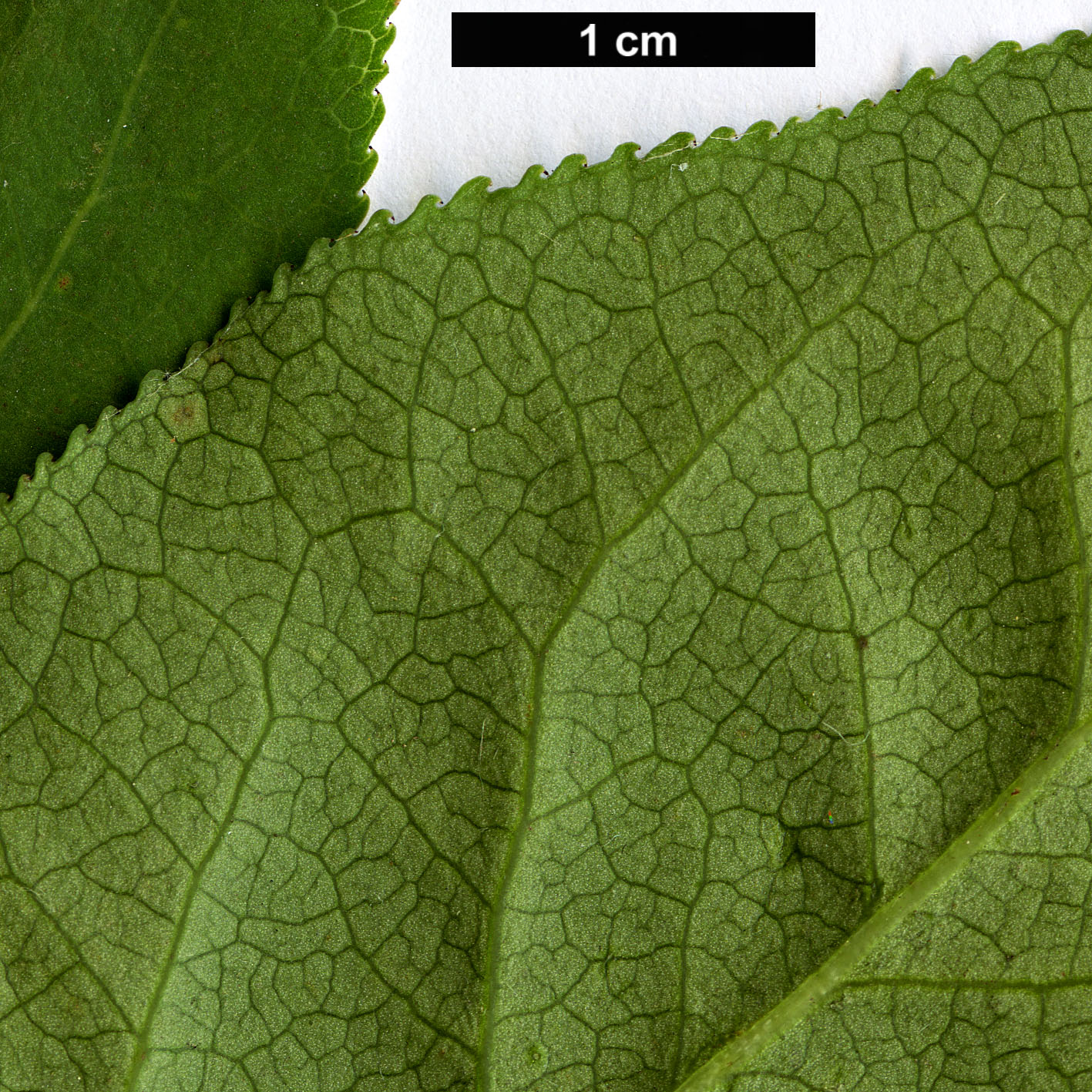 High resolution image: Family: Celastraceae - Genus: Euonymus - Taxon: maximowiczianus