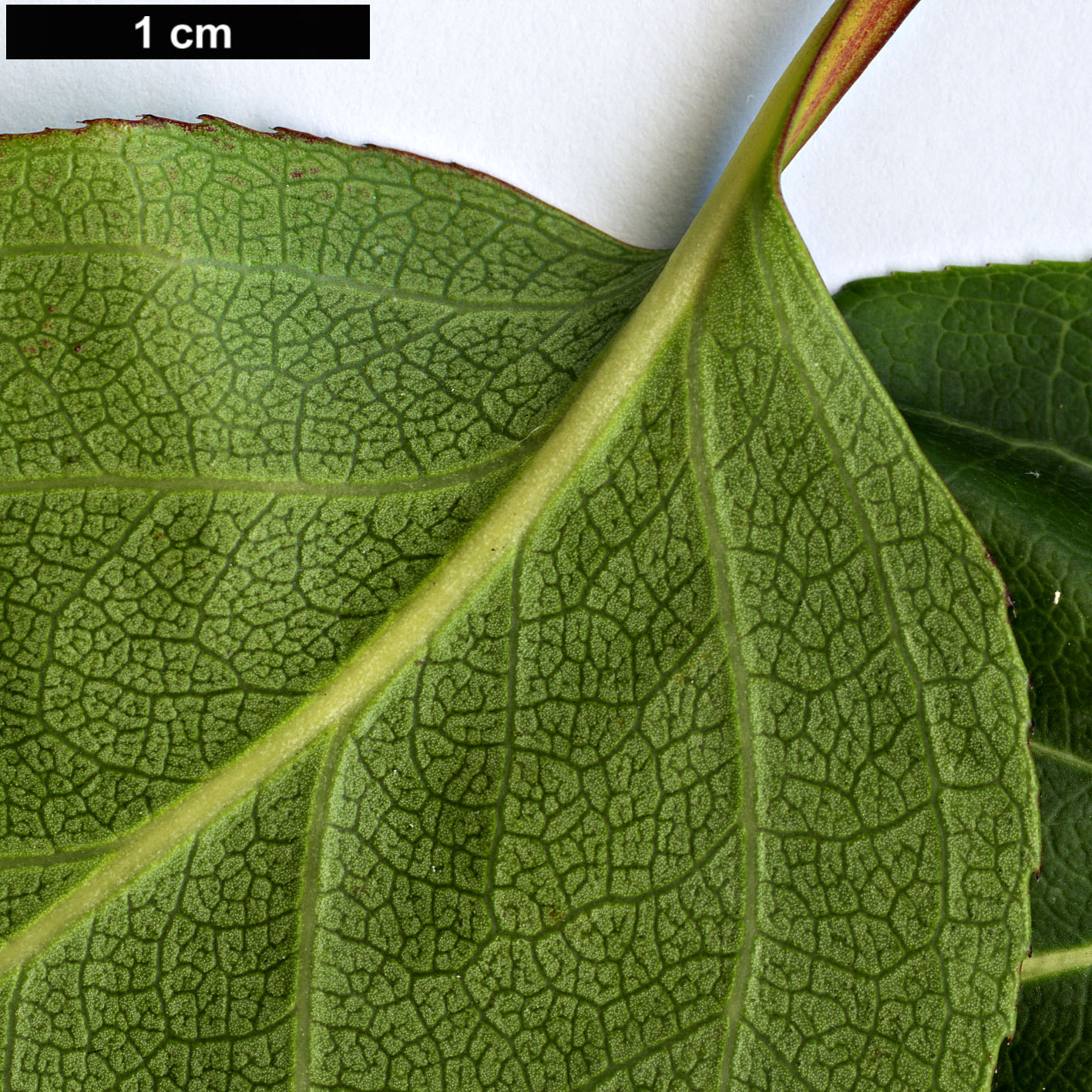 High resolution image: Family: Celastraceae - Genus: Euonymus - Taxon: monbeigii