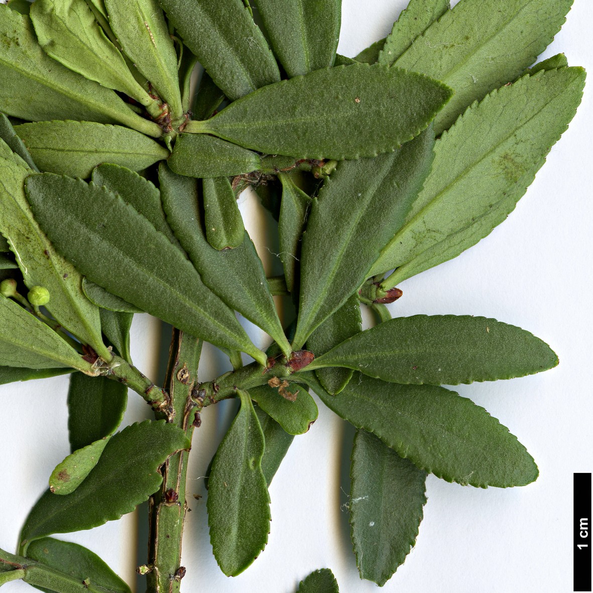 High resolution image: Family: Celastraceae - Genus: Euonymus - Taxon: oresbius High resolution image: Family: Celastraceae - Genus: Euonymus - Taxon: oresbius