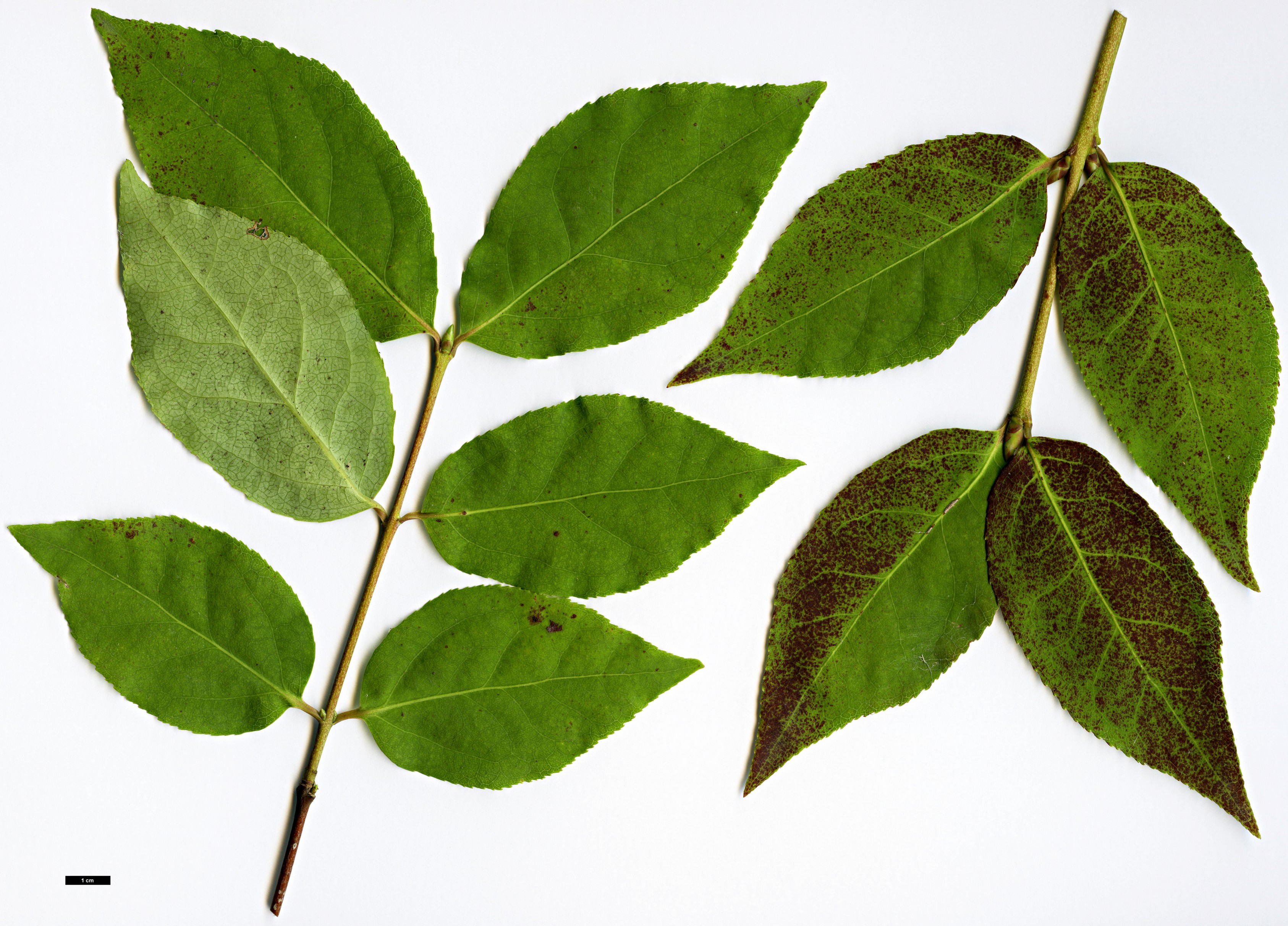 High resolution image: Family: Celastraceae - Genus: Euonymus - Taxon: oxyphyllus High resolution image: Family: Celastraceae - Genus: Euonymus - Taxon: oxyphyllus