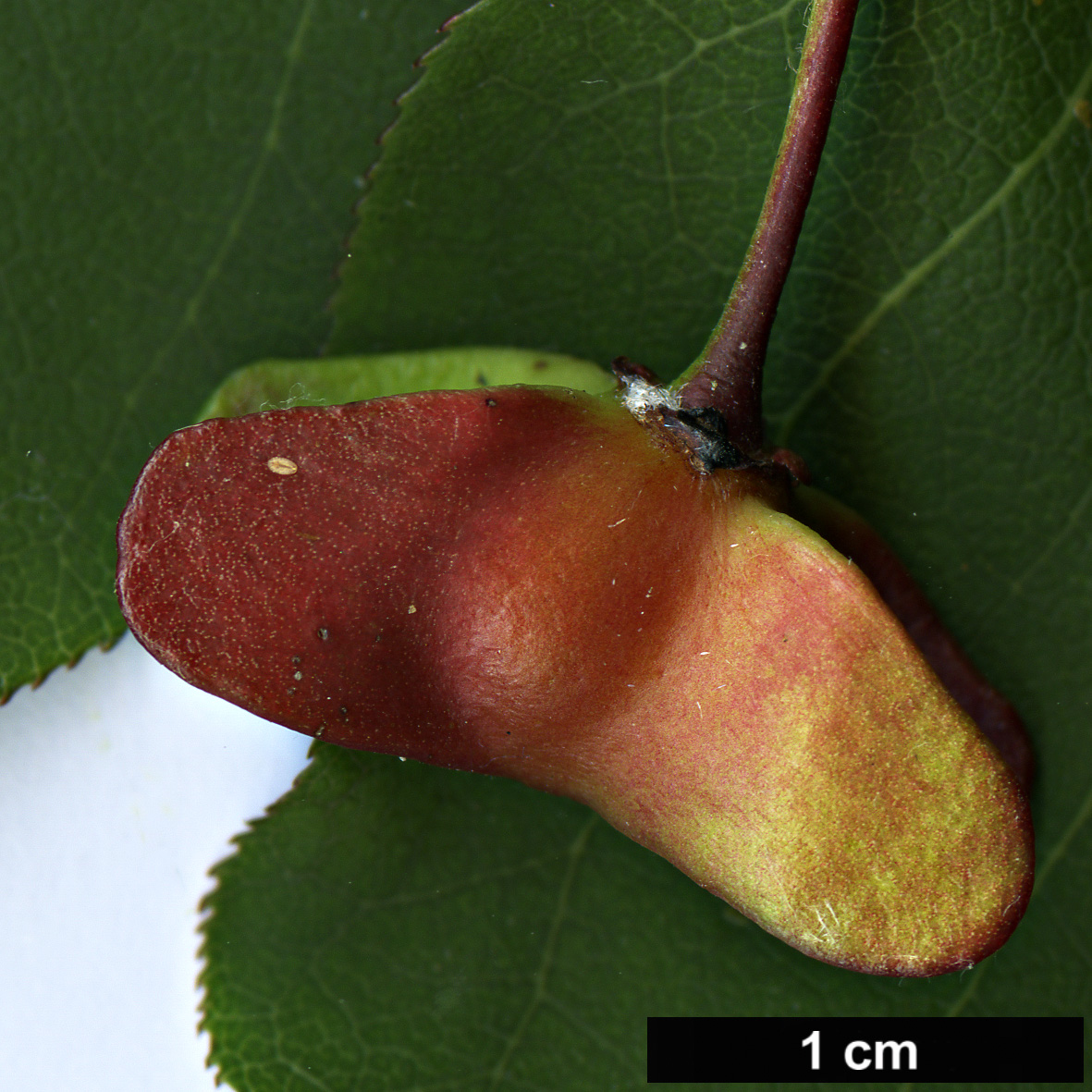 High resolution image: Family: Celastraceae - Genus: Euonymus - Taxon: sanguineus High resolution image: Family: Celastraceae - Genus: Euonymus - Taxon: sanguineus