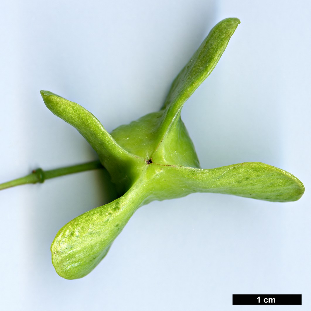 High resolution image: Family: Celastraceae - Genus: Euonymus - Taxon: schensianus High resolution image: Family: Celastraceae - Genus: Euonymus - Taxon: schensianus