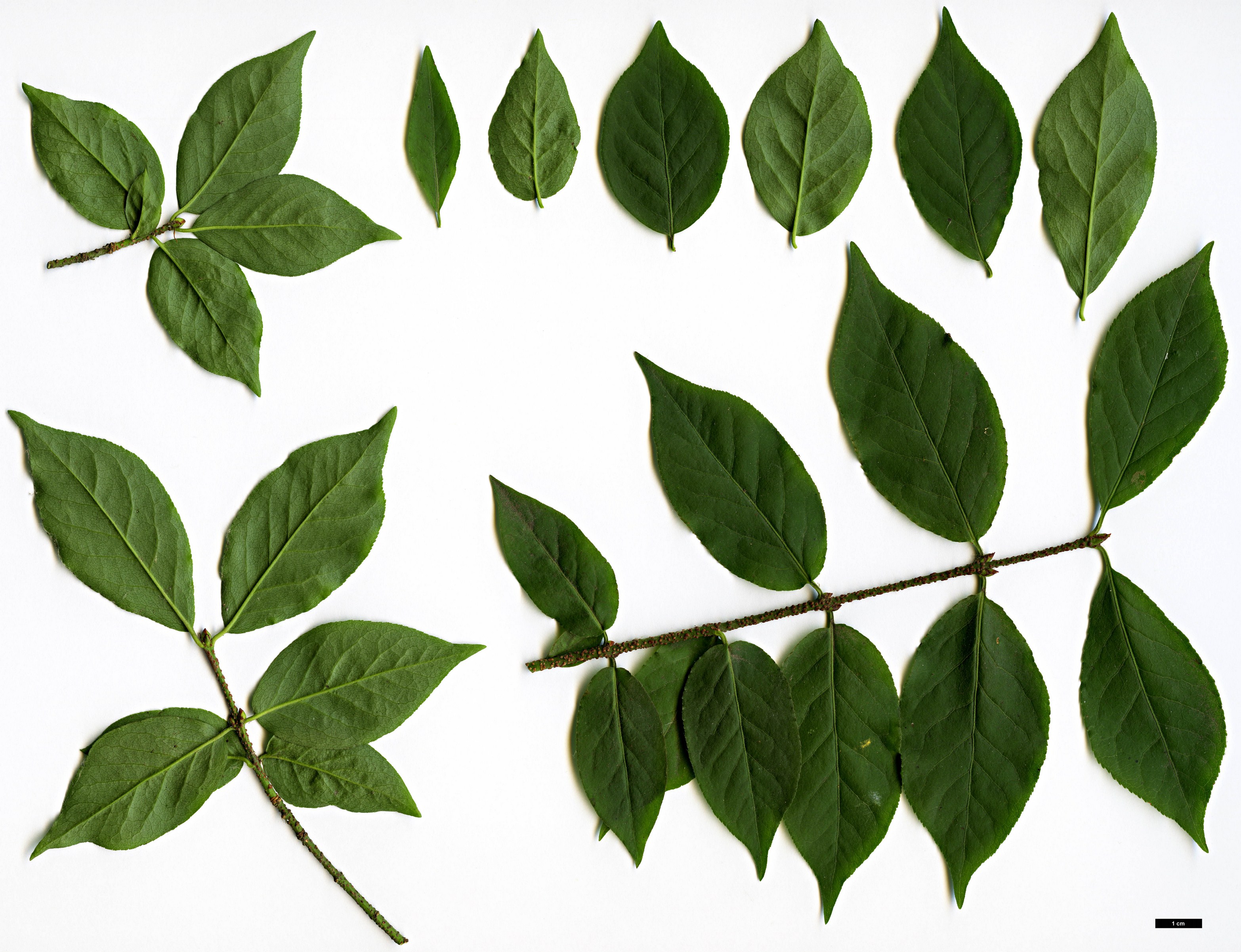 High resolution image: Family: Celastraceae - Genus: Euonymus - Taxon: verrucosus High resolution image: Family: Celastraceae - Genus: Euonymus - Taxon: verrucosus