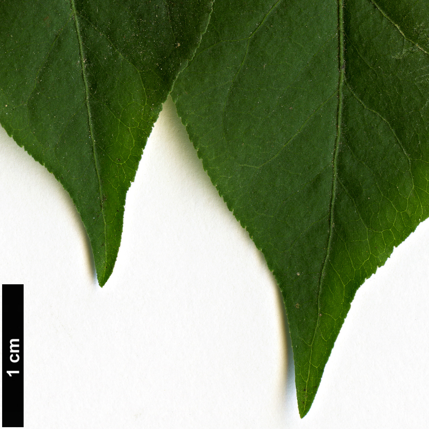 High resolution image: Family: Celastraceae - Genus: Euonymus - Taxon: verrucosus High resolution image: Family: Celastraceae - Genus: Euonymus - Taxon: verrucosus