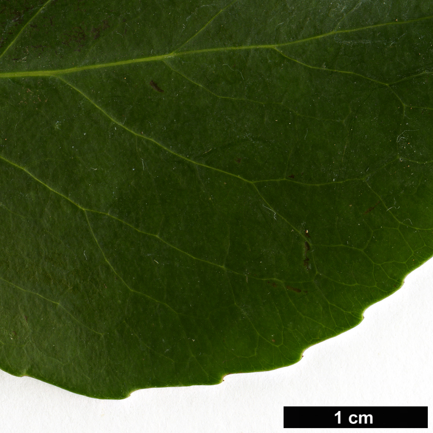 High resolution image: Family: Celastraceae - Genus: Gymnosporia - Taxon: cassinoides