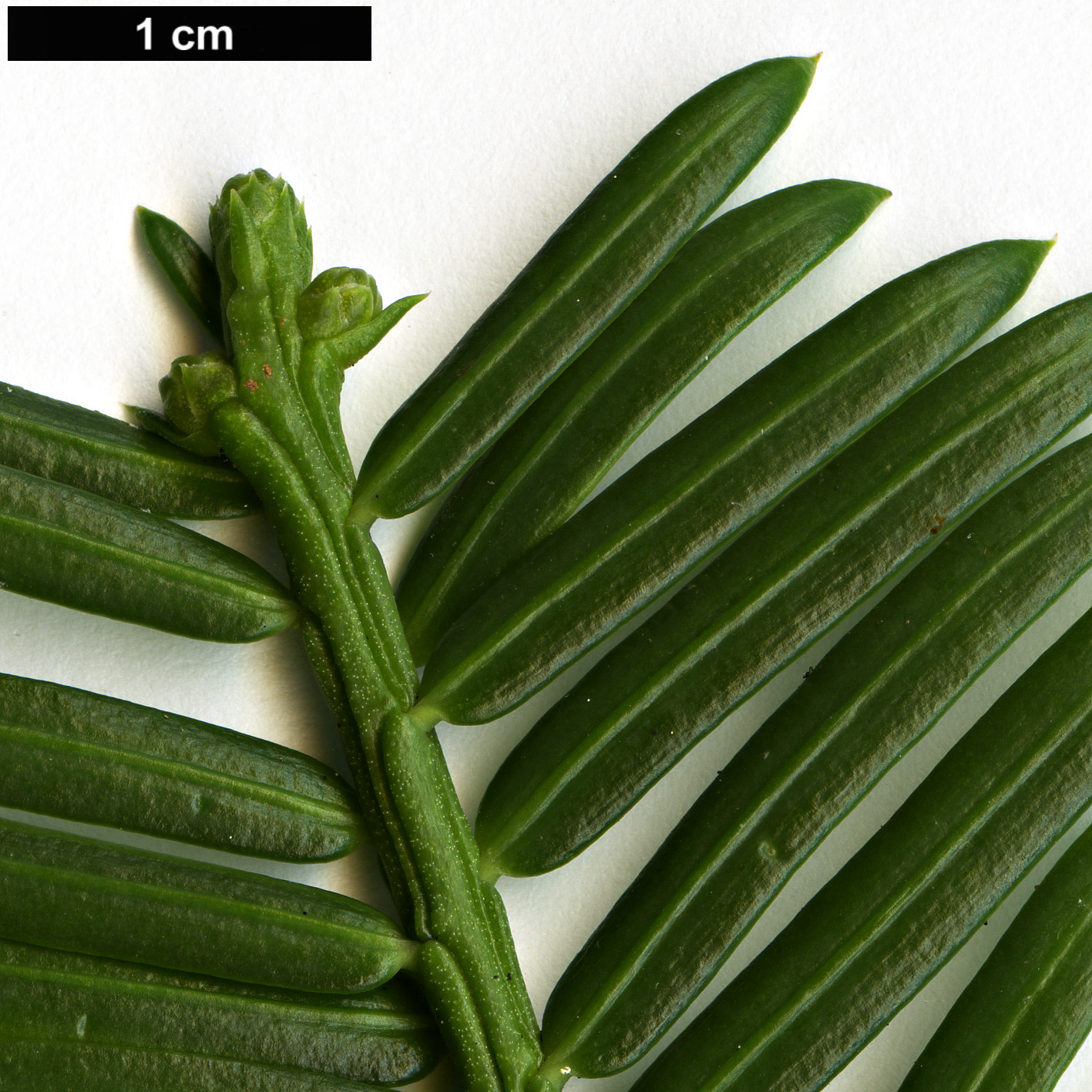High resolution image: Family: Cephalotaxaceae - Genus: Cephalotaxus - Taxon: mannii High resolution image: Family: Cephalotaxaceae - Genus: Cephalotaxus - Taxon: mannii