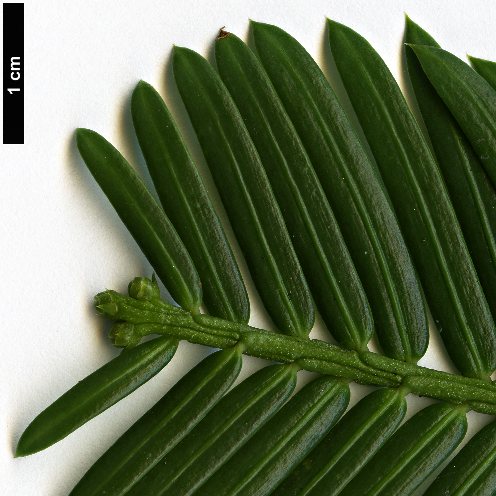 High resolution image: Family: Cephalotaxaceae - Genus: Cephalotaxus - Taxon: mannii