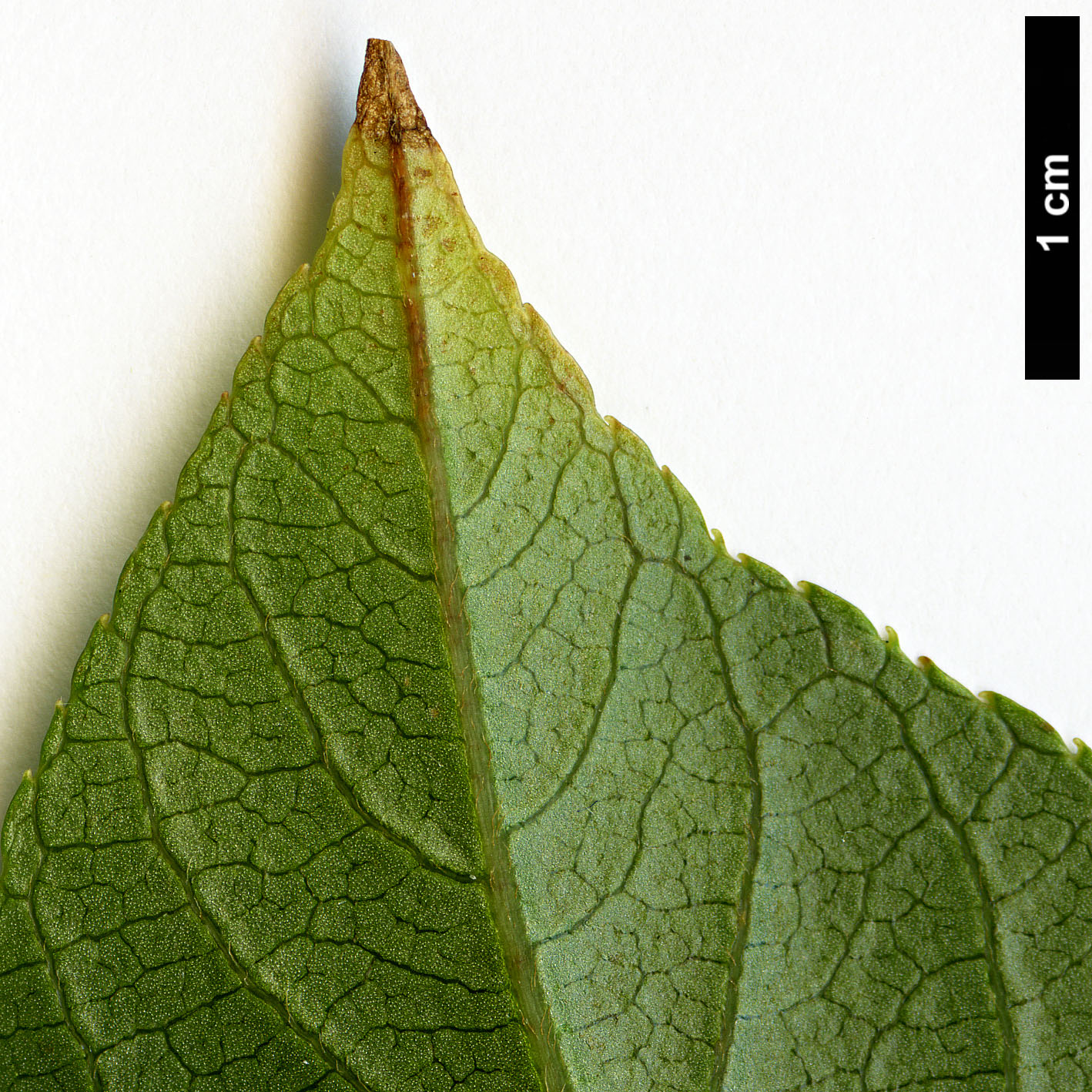 High resolution image: Family: Clethraceae - Genus: Clethra - Taxon: poilanei High resolution image: Family: Clethraceae - Genus: Clethra - Taxon: poilanei