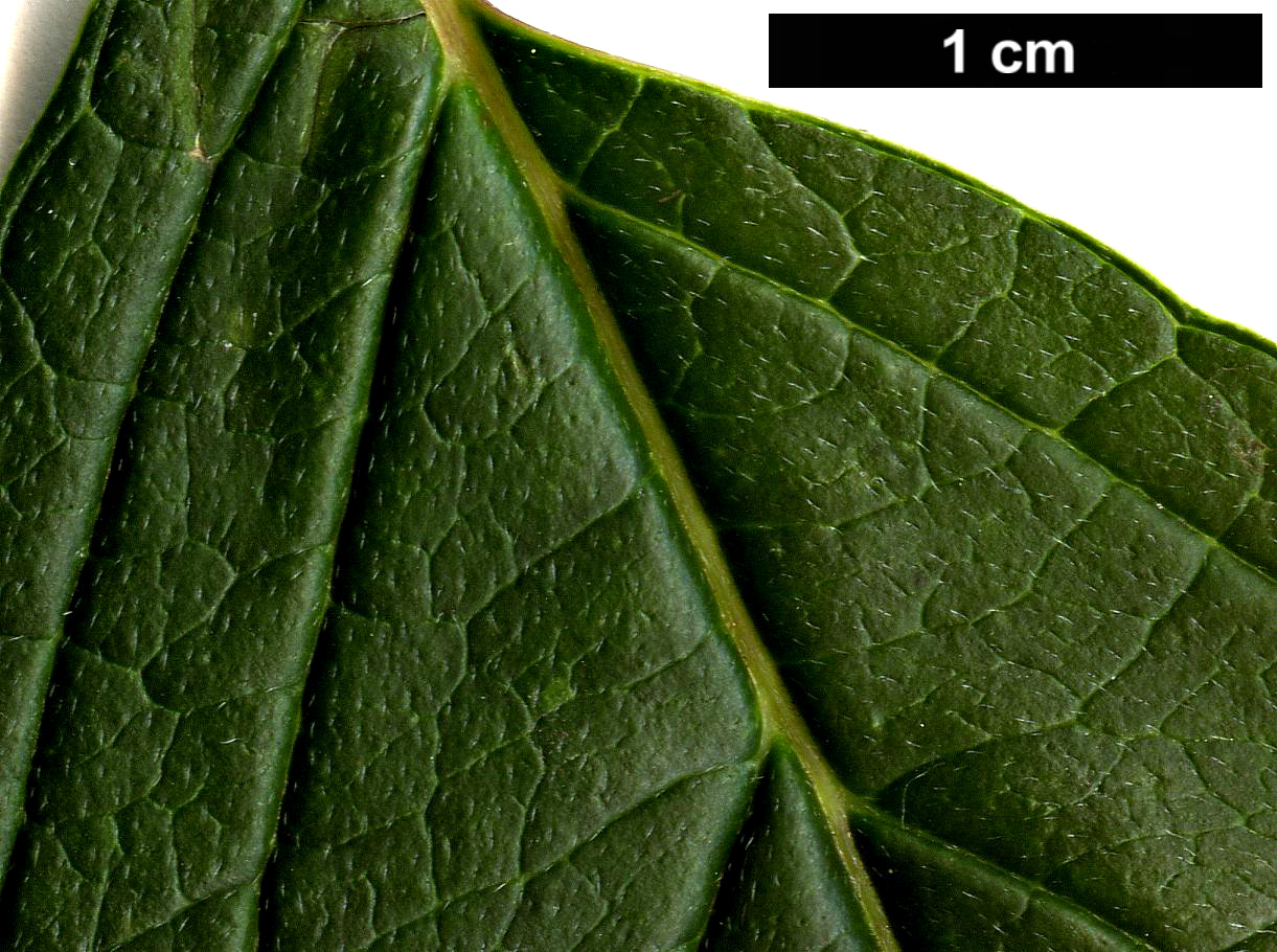 High resolution image: Family: Cornaceae - Genus: Cornus - Taxon: alba High resolution image: Family: Cornaceae - Genus: Cornus - Taxon: alba