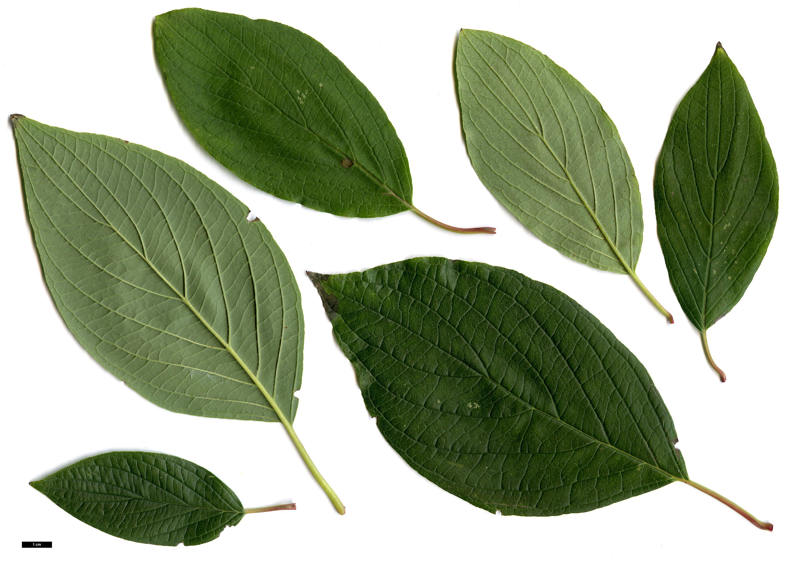 High resolution image: Family: Cornaceae - Genus: Cornus - Taxon: alba High resolution image: Family: Cornaceae - Genus: Cornus - Taxon: alba