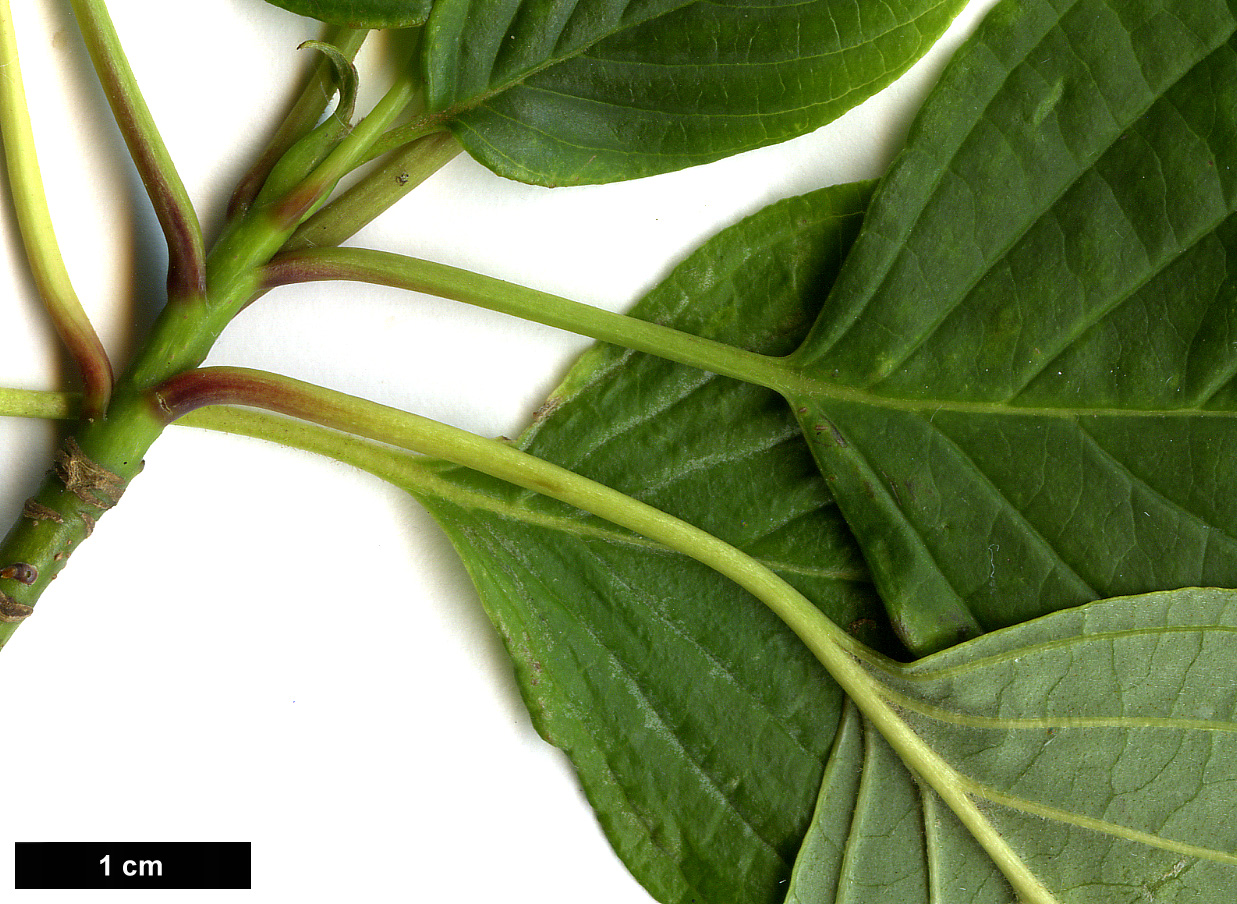 High resolution image: Family: Cornaceae - Genus: Cornus - Taxon: alternifolia High resolution image: Family: Cornaceae - Genus: Cornus - Taxon: alternifolia