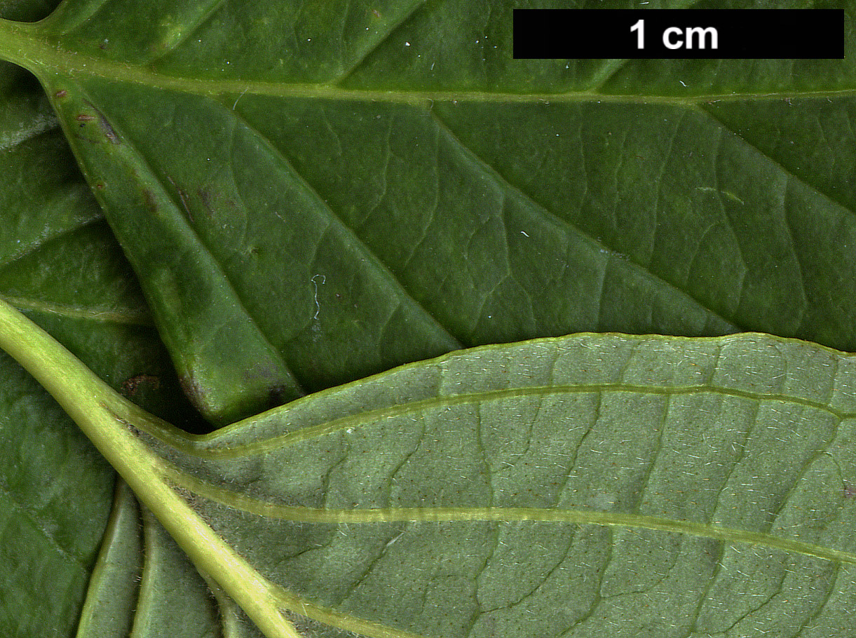 High resolution image: Family: Cornaceae - Genus: Cornus - Taxon: alternifolia High resolution image: Family: Cornaceae - Genus: Cornus - Taxon: alternifolia
