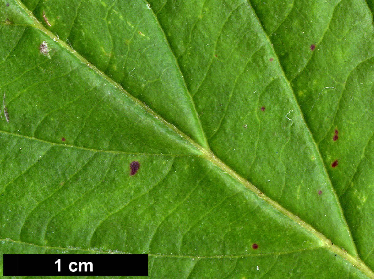 High resolution image: Family: Cornaceae - Genus: Cornus - Taxon: alternifolia