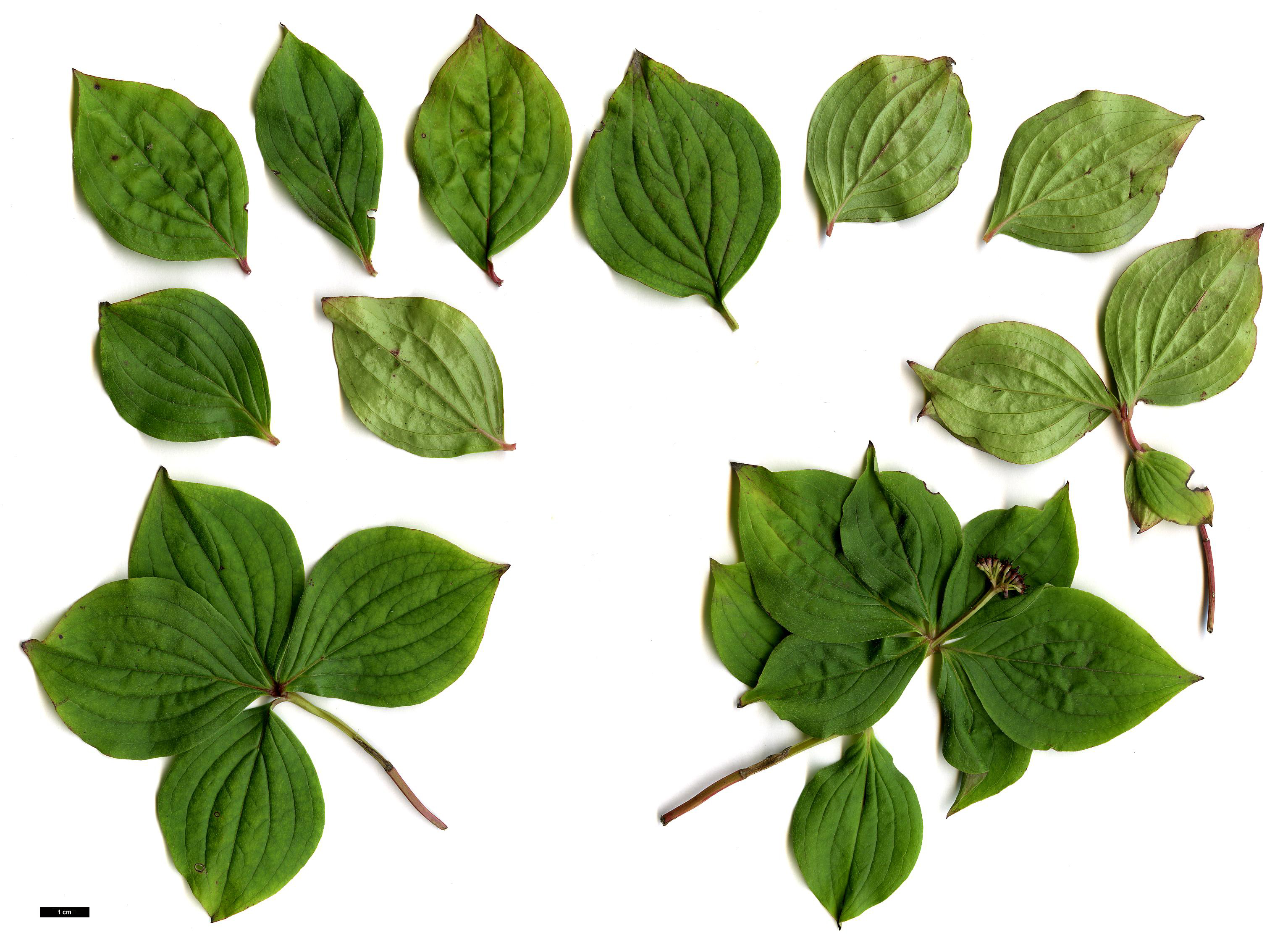 High resolution image: Family: Cornaceae - Genus: Cornus - Taxon: canadensis High resolution image: Family: Cornaceae - Genus: Cornus - Taxon: canadensis