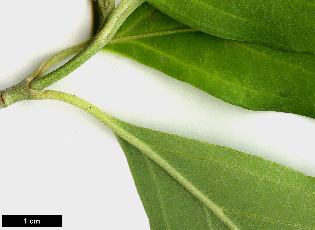 High resolution image: Family: Cornaceae - Genus: Cornus - Taxon: capitata