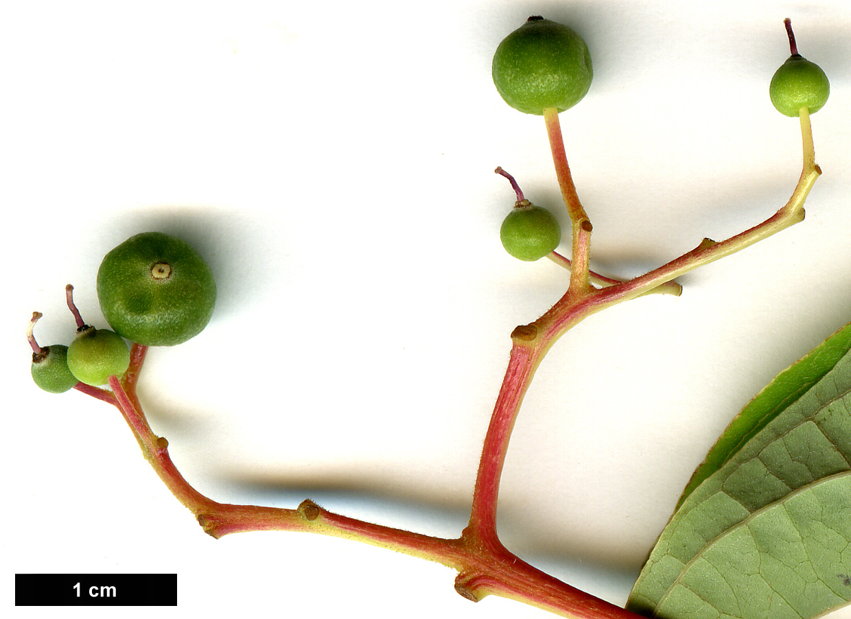 High resolution image: Family: Cornaceae - Genus: Cornus - Taxon: controversa High resolution image: Family: Cornaceae - Genus: Cornus - Taxon: controversa