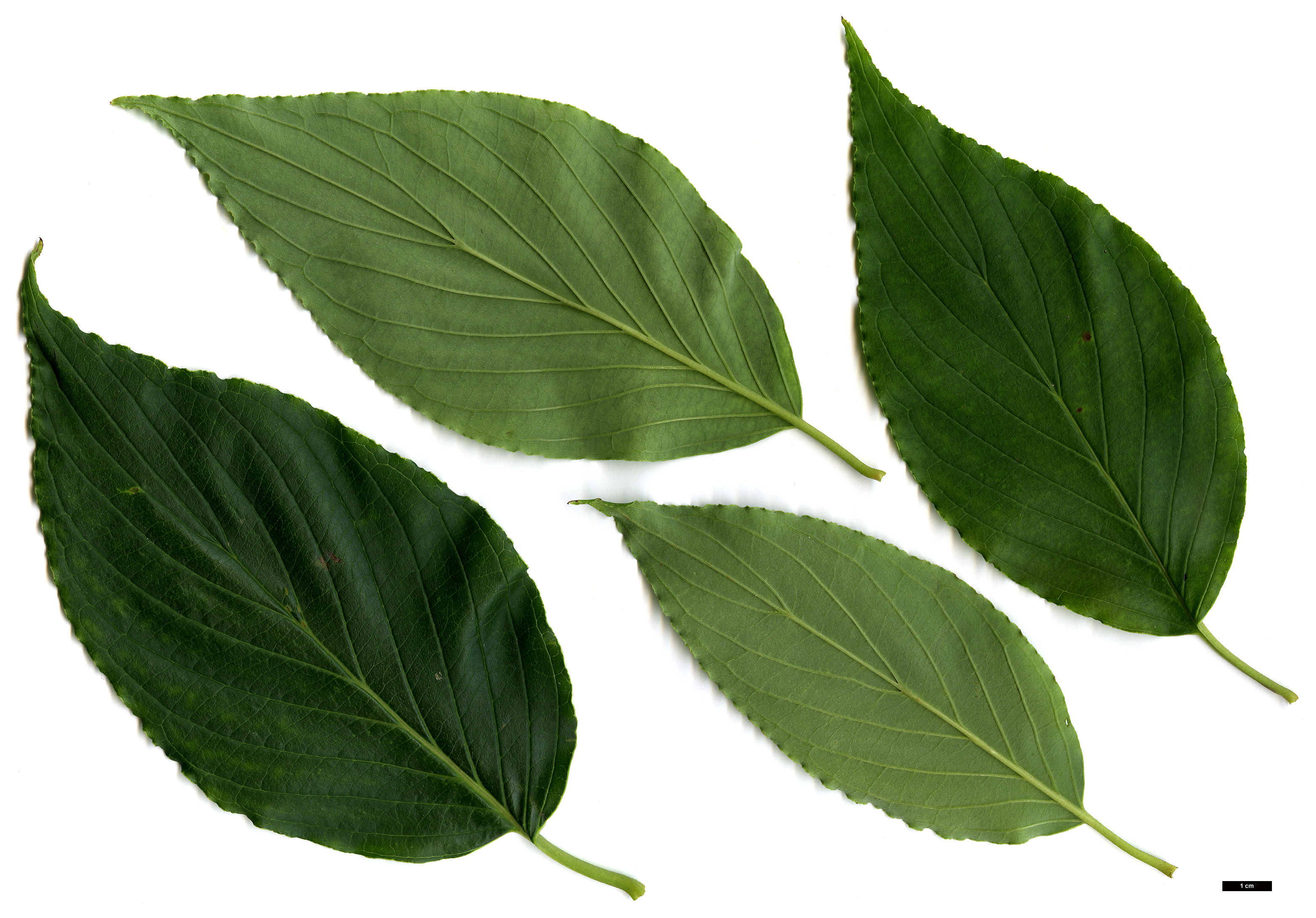 High resolution image: Family: Cornaceae - Genus: Cornus - Taxon: macrophylla High resolution image: Family: Cornaceae - Genus: Cornus - Taxon: macrophylla