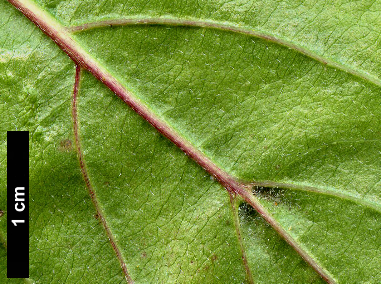 High resolution image: Family: Cornaceae - Genus: Cornus - Taxon: mas High resolution image: Family: Cornaceae - Genus: Cornus - Taxon: mas