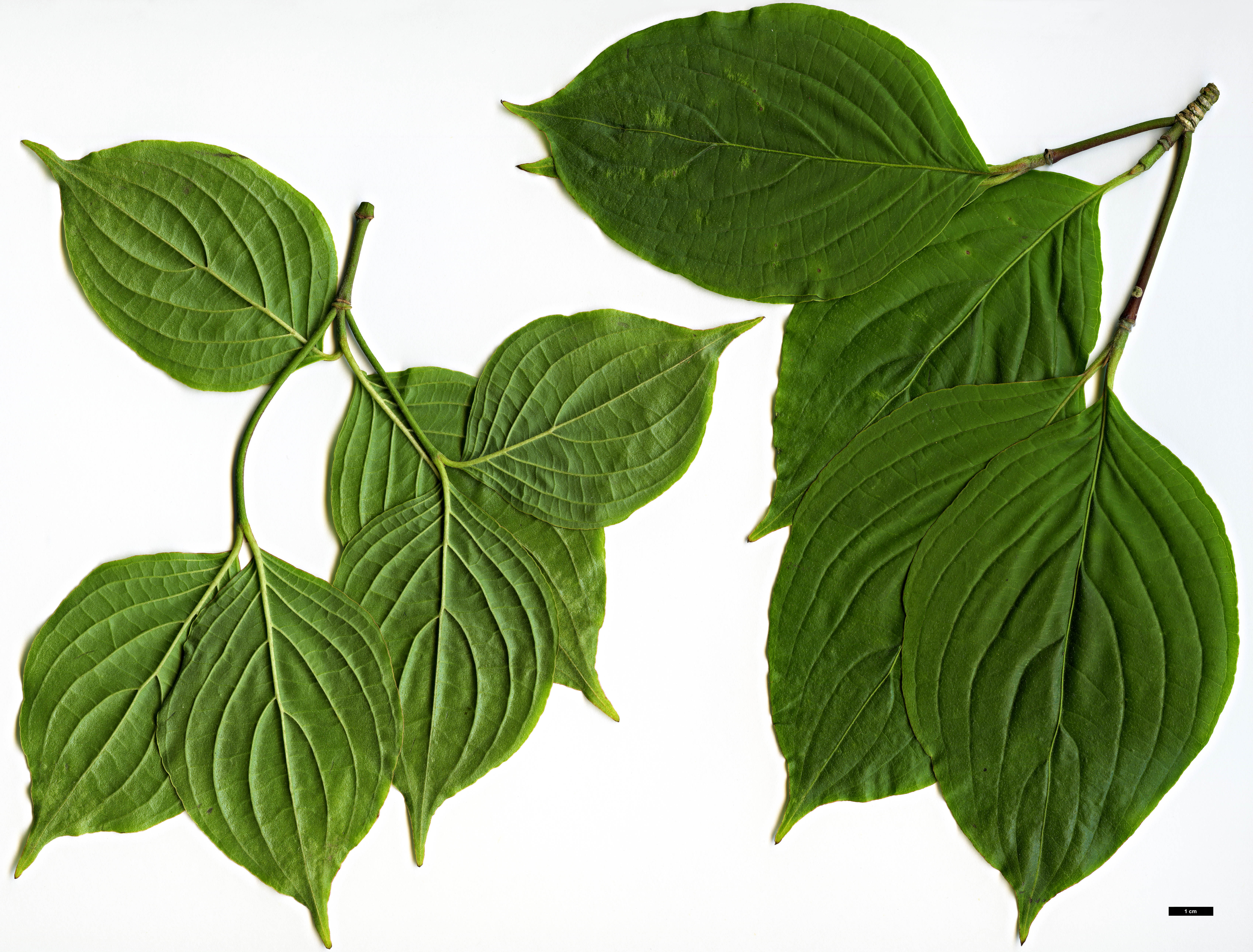 High resolution image: Family: Cornaceae - Genus: Cornus - Taxon: multinervosa