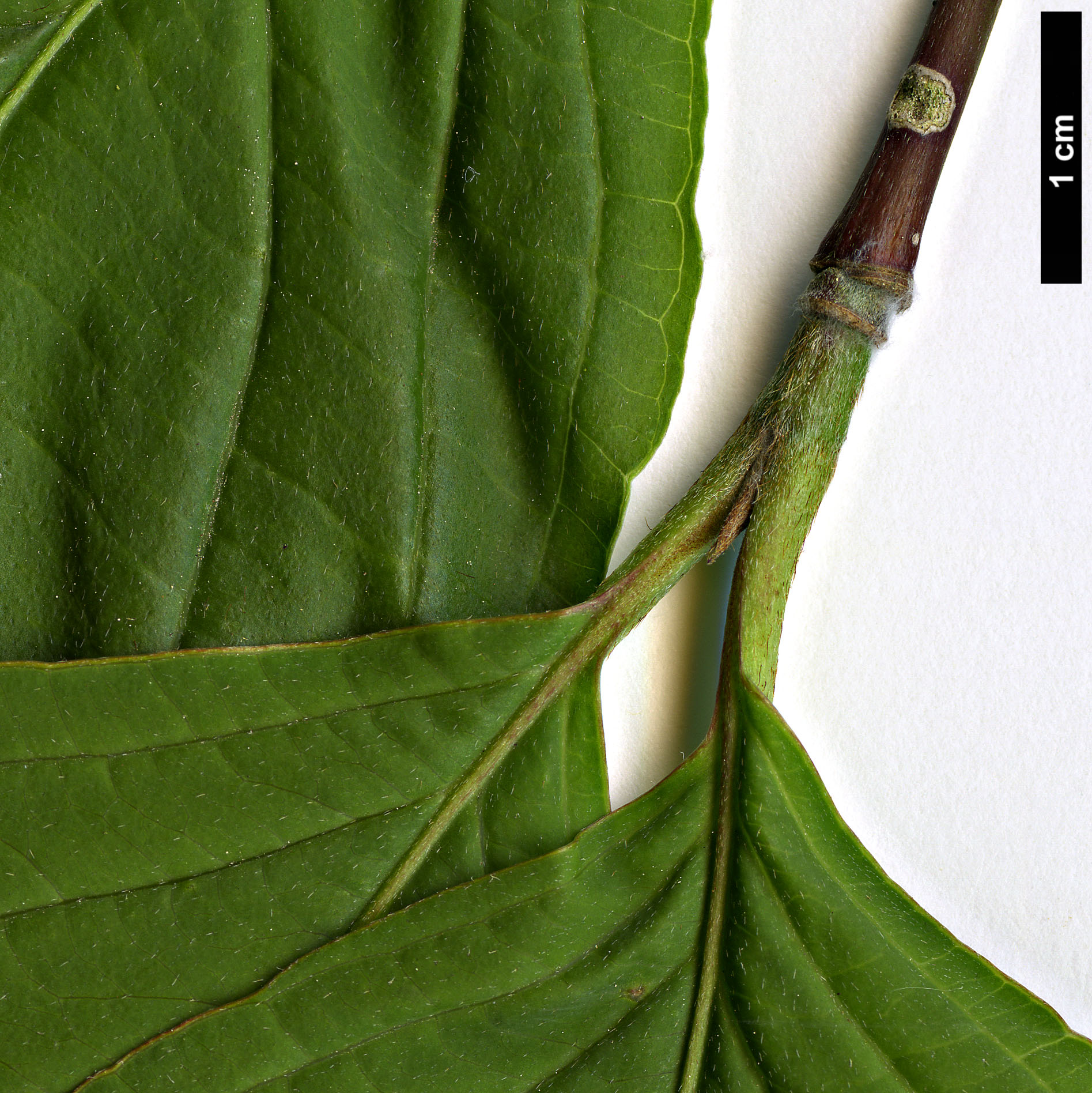 High resolution image: Family: Cornaceae - Genus: Cornus - Taxon: multinervosa