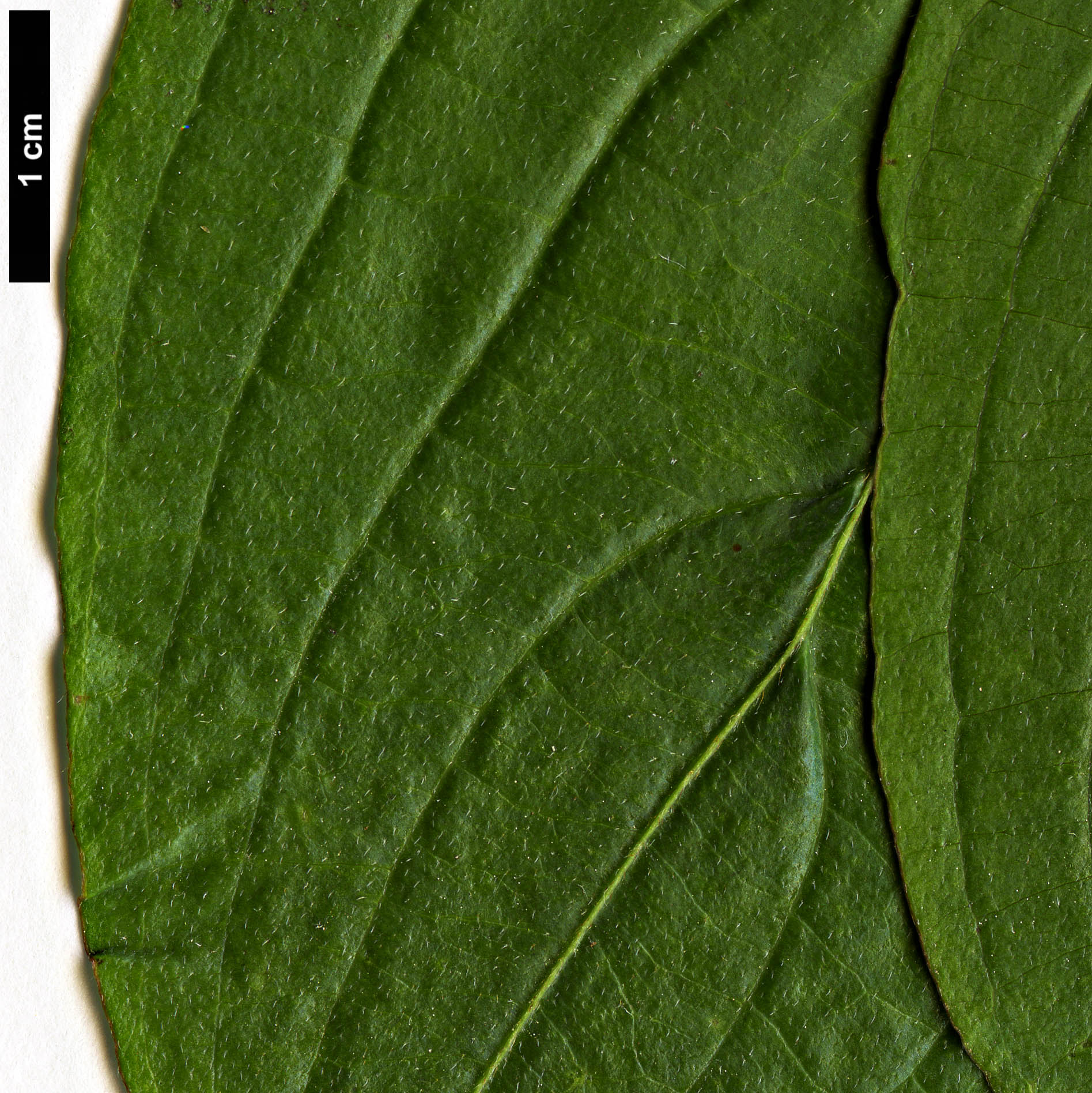 High resolution image: Family: Cornaceae - Genus: Cornus - Taxon: multinervosa High resolution image: Family: Cornaceae - Genus: Cornus - Taxon: multinervosa