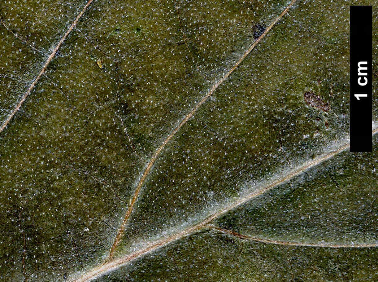 High resolution image: Family: Cornaceae - Genus: Cornus - Taxon: nuttallii