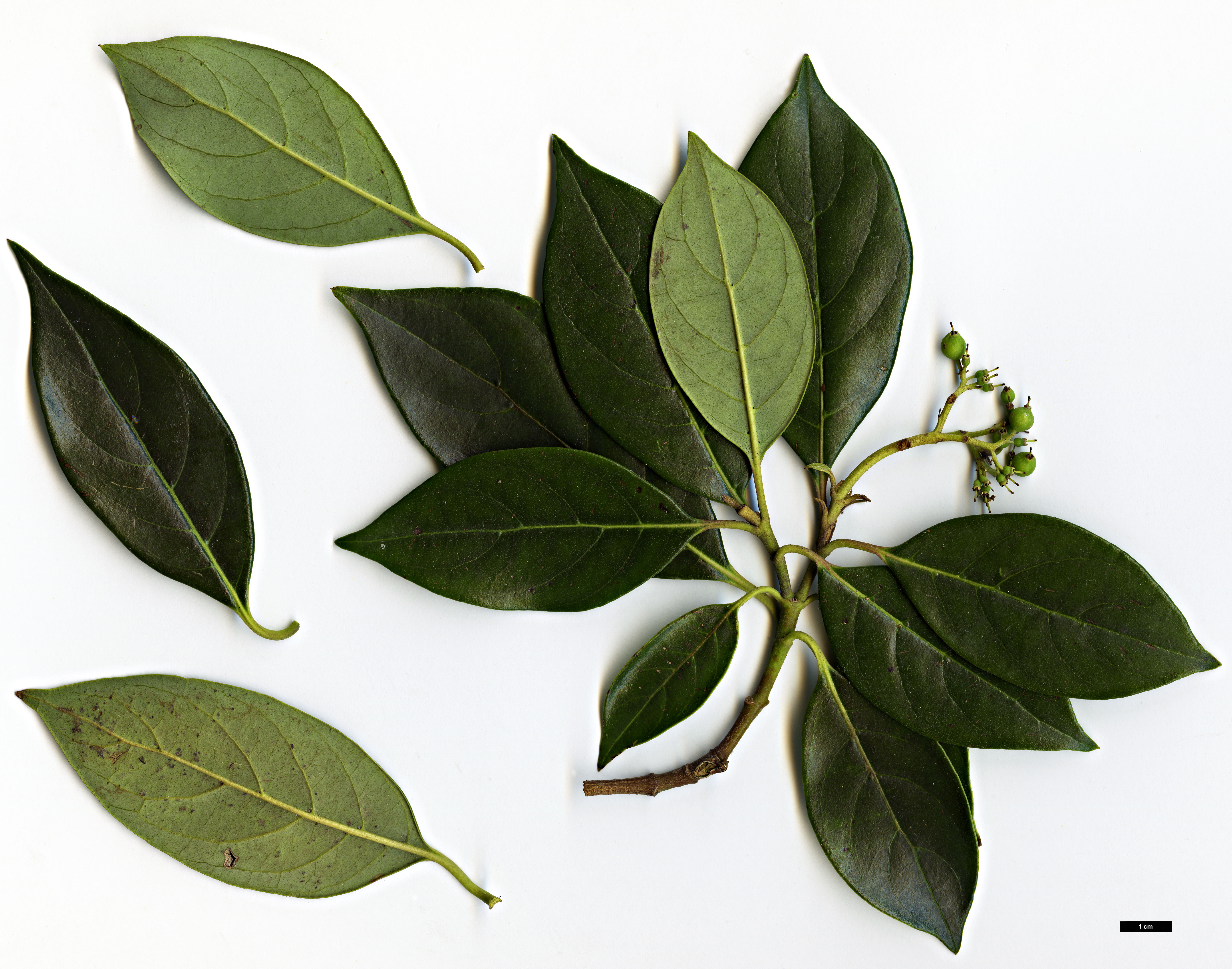 High resolution image: Family: Cornaceae - Genus: Cornus - Taxon: oblonga