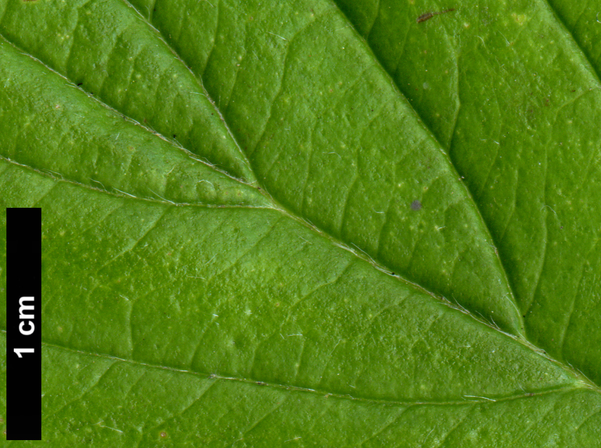 High resolution image: Family: Cornaceae - Genus: Cornus - Taxon: sessilis