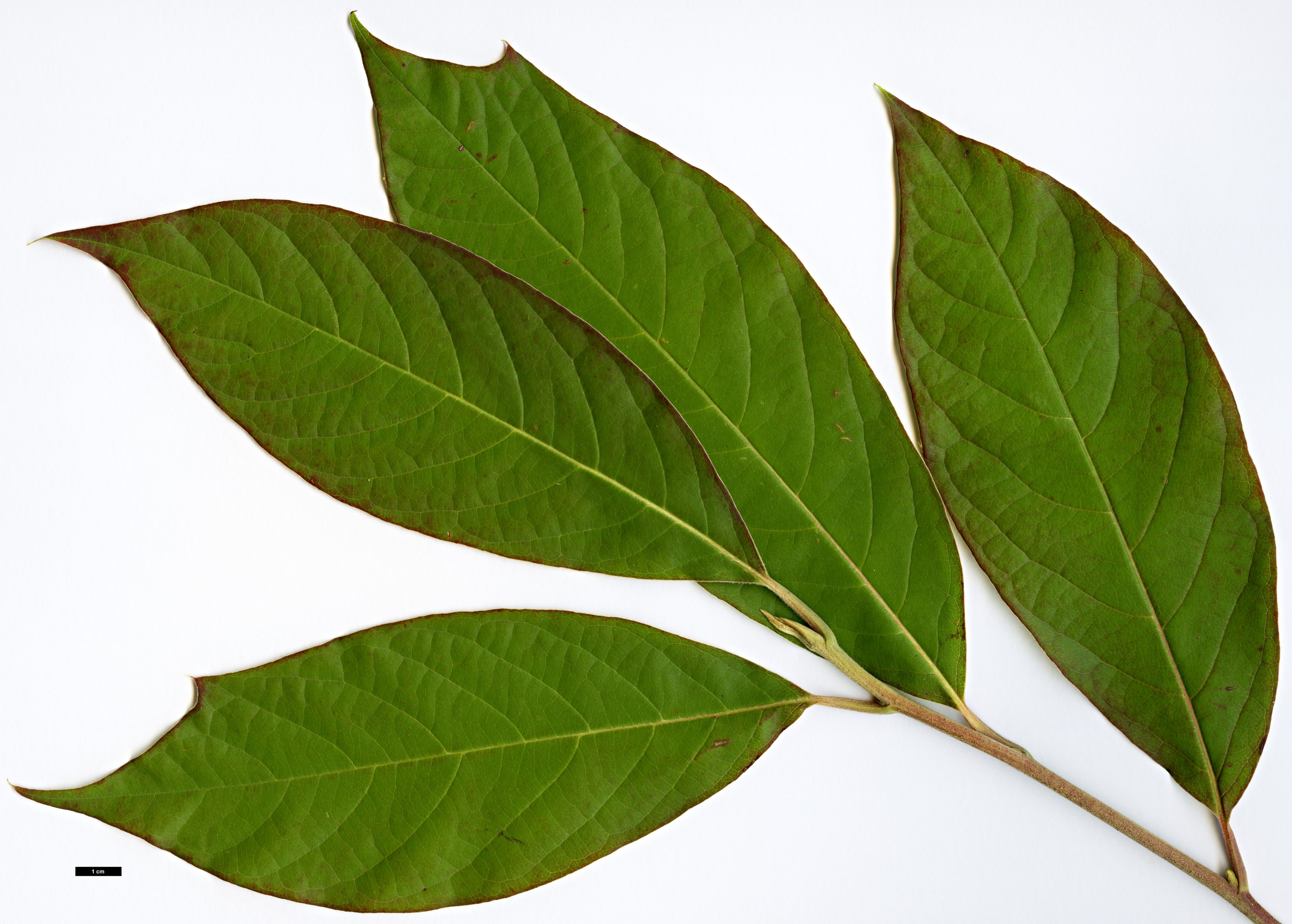 High resolution image: Family: Cornaceae - Genus: Nyssa - Taxon: shweliensis High resolution image: Family: Cornaceae - Genus: Nyssa - Taxon: shweliensis