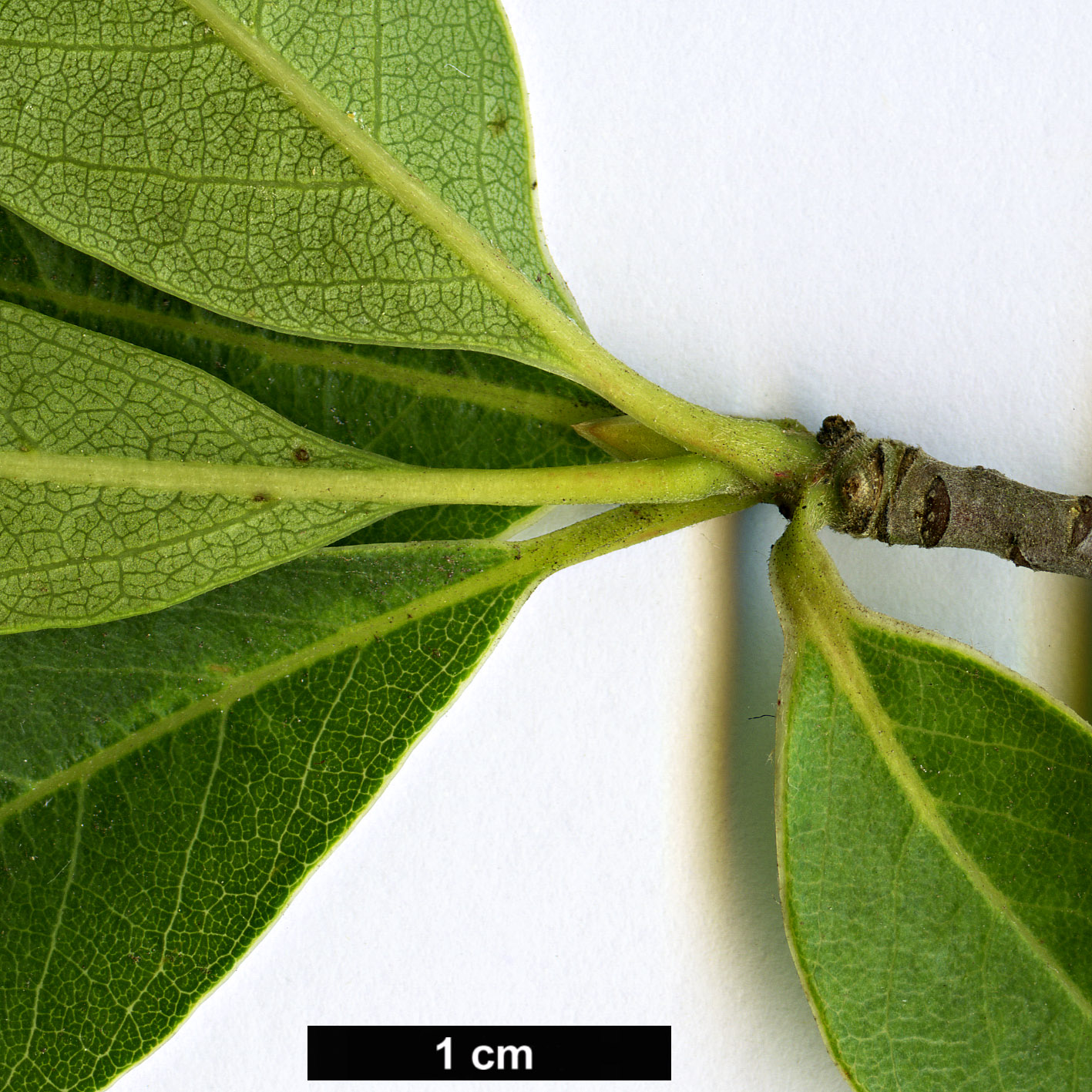 High resolution image: Family: Cornaceae - Genus: Nyssa - Taxon: ursina High resolution image: Family: Cornaceae - Genus: Nyssa - Taxon: ursina