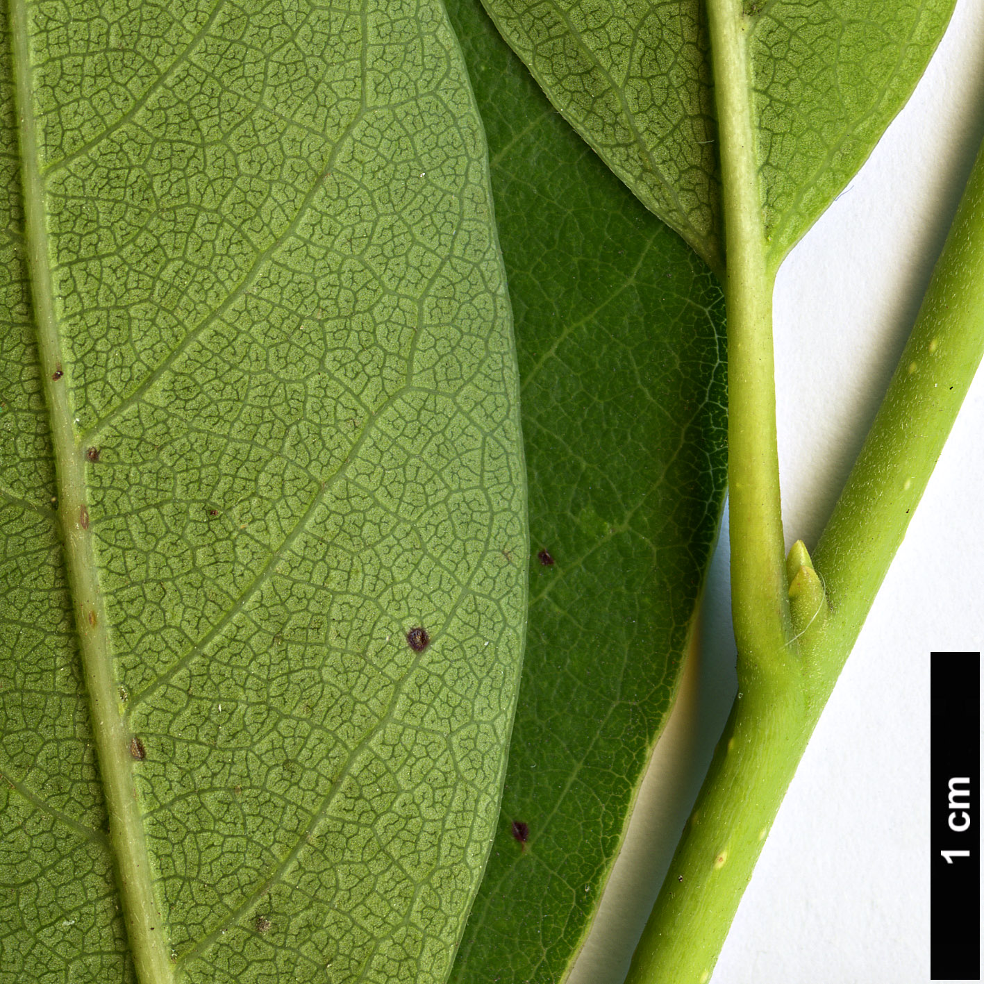 High resolution image: Family: Cornaceae - Genus: Nyssa - Taxon: ursina High resolution image: Family: Cornaceae - Genus: Nyssa - Taxon: ursina