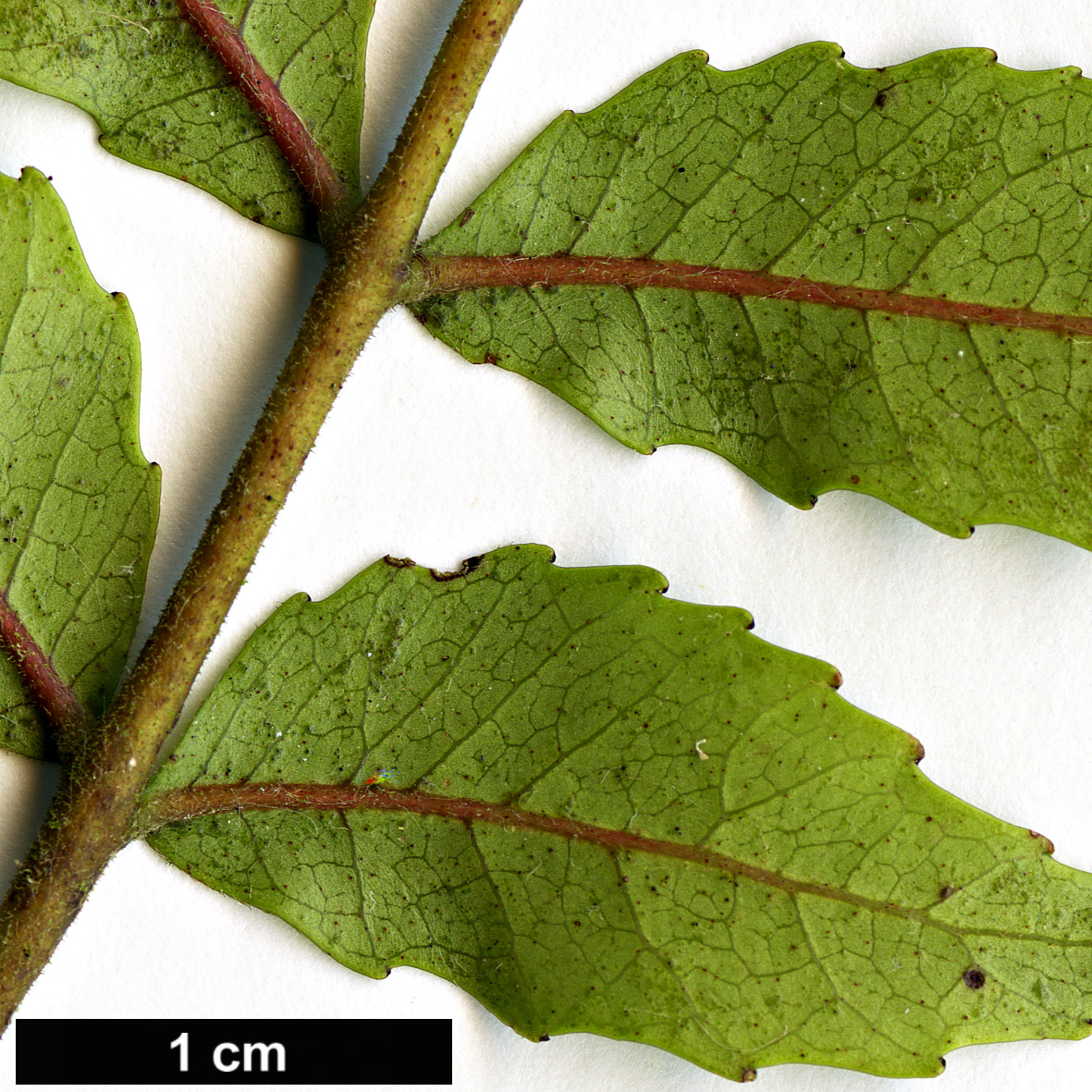 High resolution image: Family: Cunoniaceae - Genus: Weinmannia - Taxon: sylvicola High resolution image: Family: Cunoniaceae - Genus: Weinmannia - Taxon: sylvicola