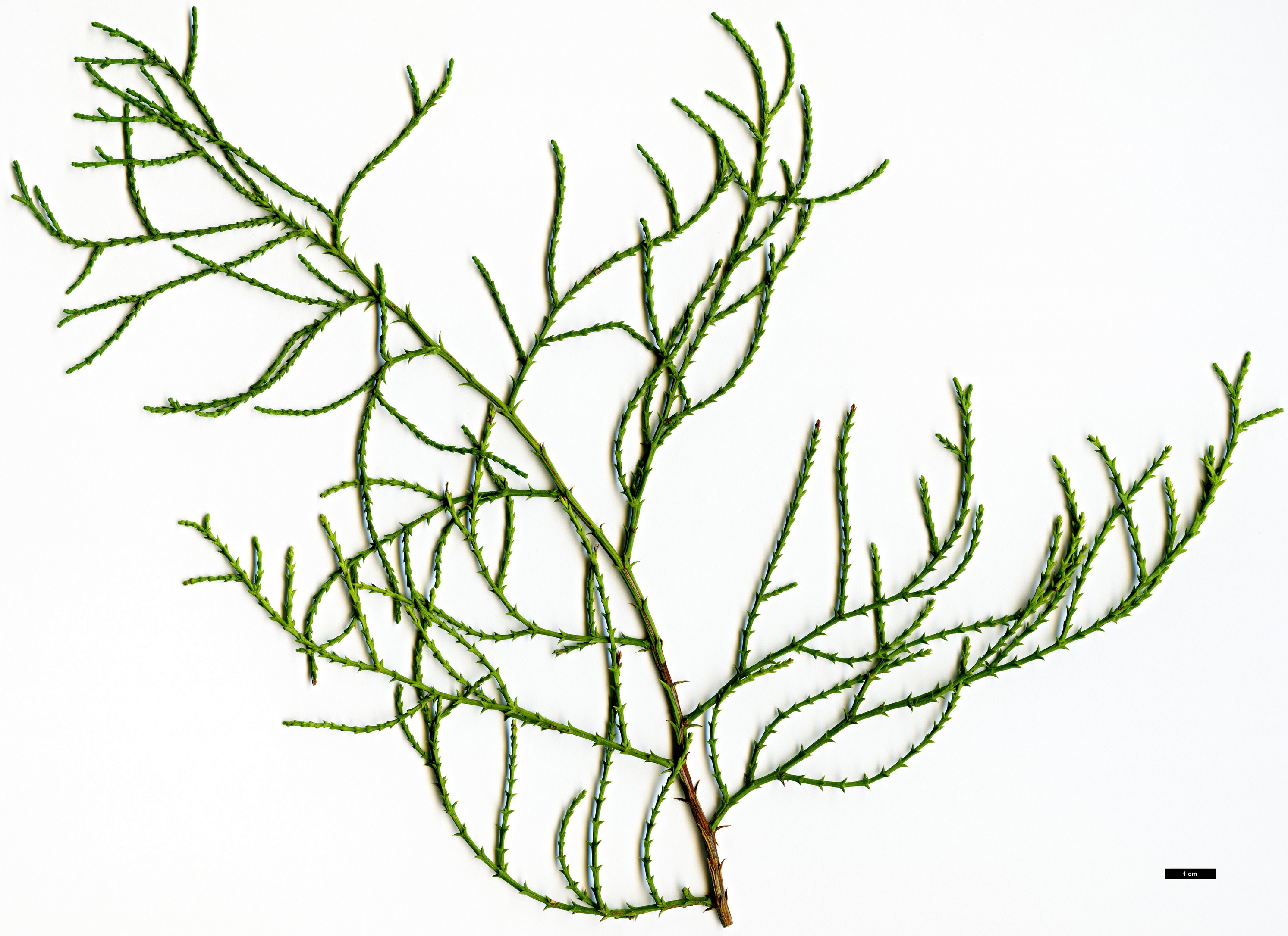 High resolution image: Family: Cupressaceae - Genus: Actinostrobus - Taxon: pyramidalis