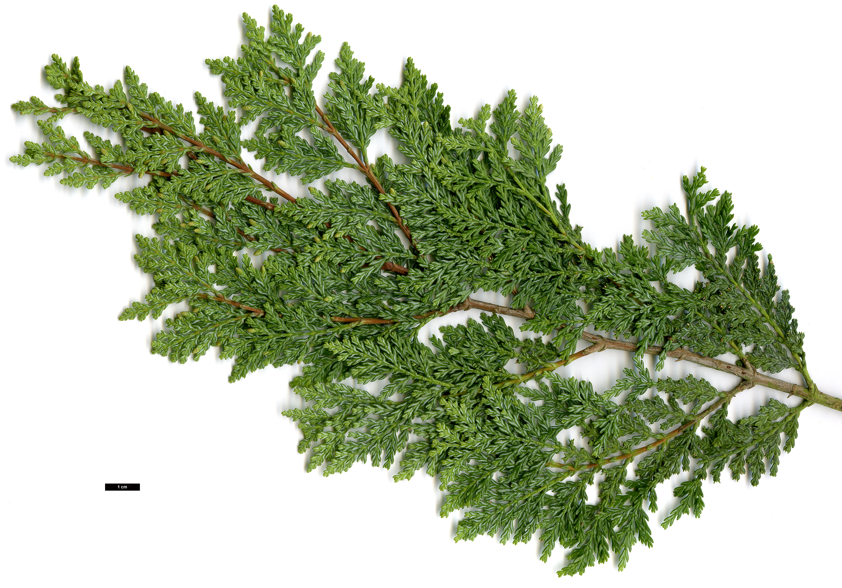 High resolution image: Family: Cupressaceae - Genus: Austrocedrus - Taxon: chilensis High resolution image: Family: Cupressaceae - Genus: Austrocedrus - Taxon: chilensis