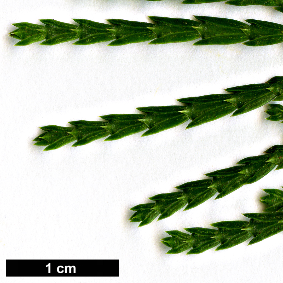 High resolution image: Family: Cupressaceae - Genus: Calocedrus - Taxon: decurrens High resolution image: Family: Cupressaceae - Genus: Calocedrus - Taxon: decurrens