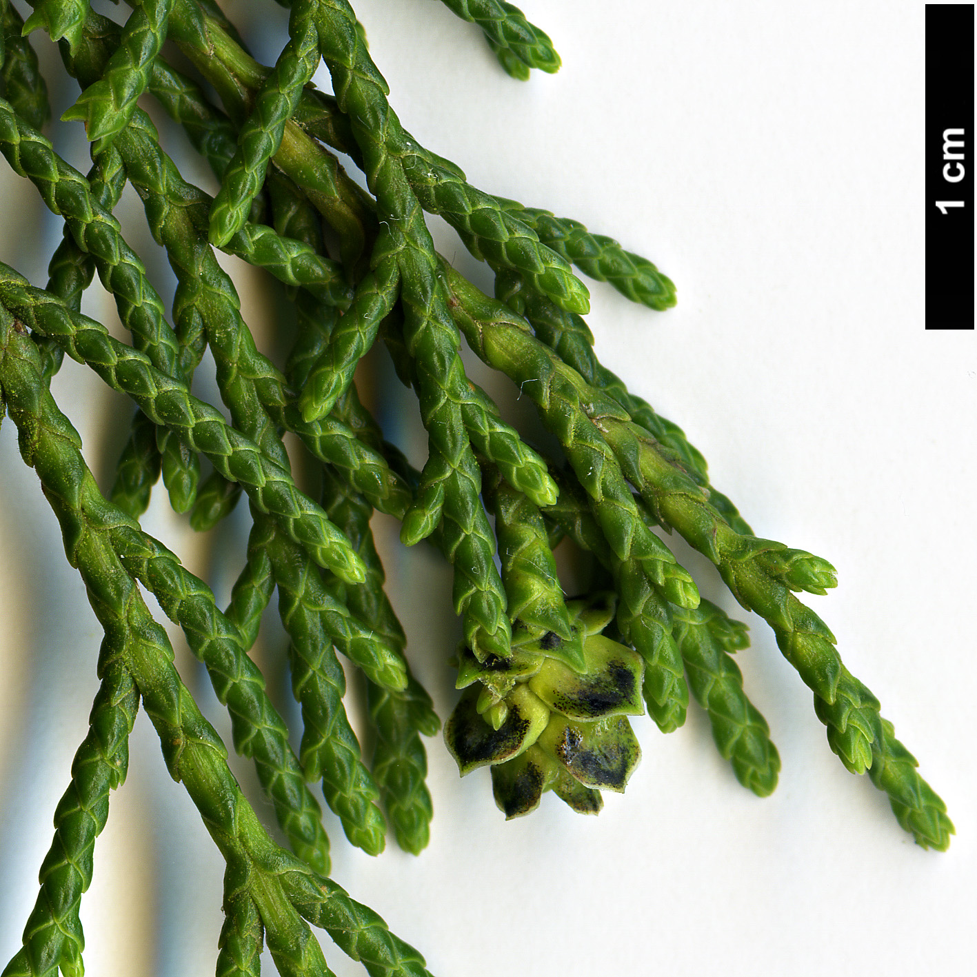 High resolution image: Family: Cupressaceae - Genus: Cupressus - Taxon: darjeelingensis