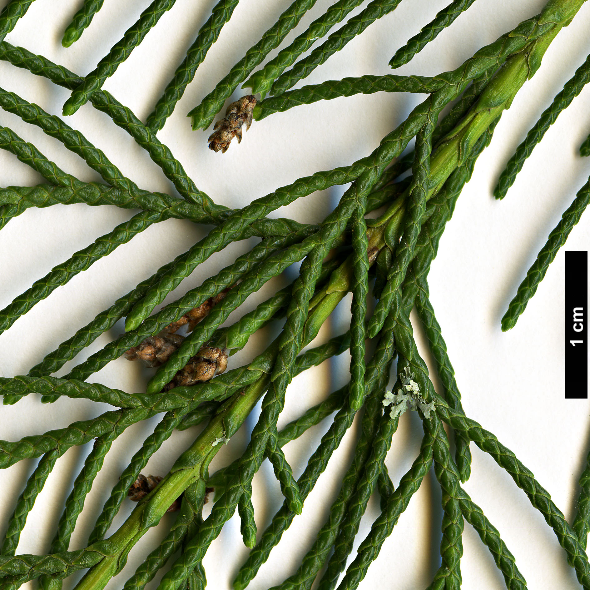 High resolution image: Family: Cupressaceae - Genus: Cupressus - Taxon: darjeelingensis
