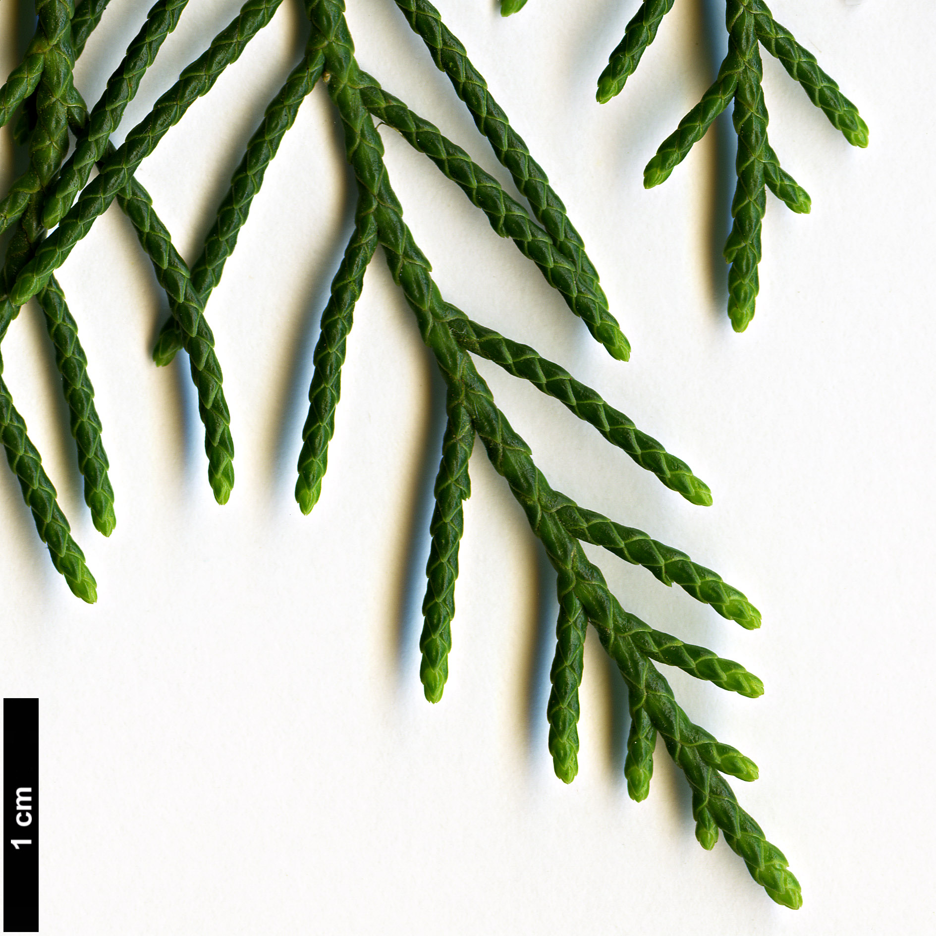 High resolution image: Family: Cupressaceae - Genus: Cupressus - Taxon: darjeelingensis