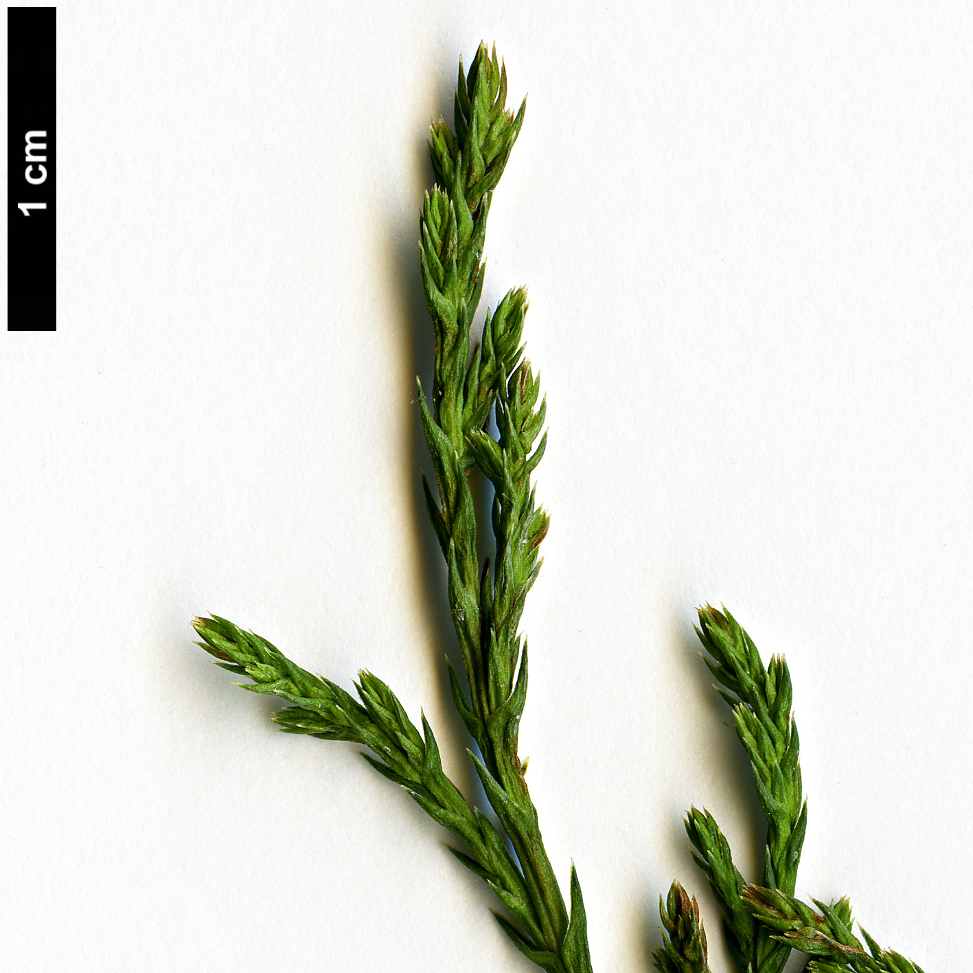 High resolution image: Family: Cupressaceae - Genus: Cupressus - Taxon: lusitanica High resolution image: Family: Cupressaceae - Genus: Cupressus - Taxon: lusitanica