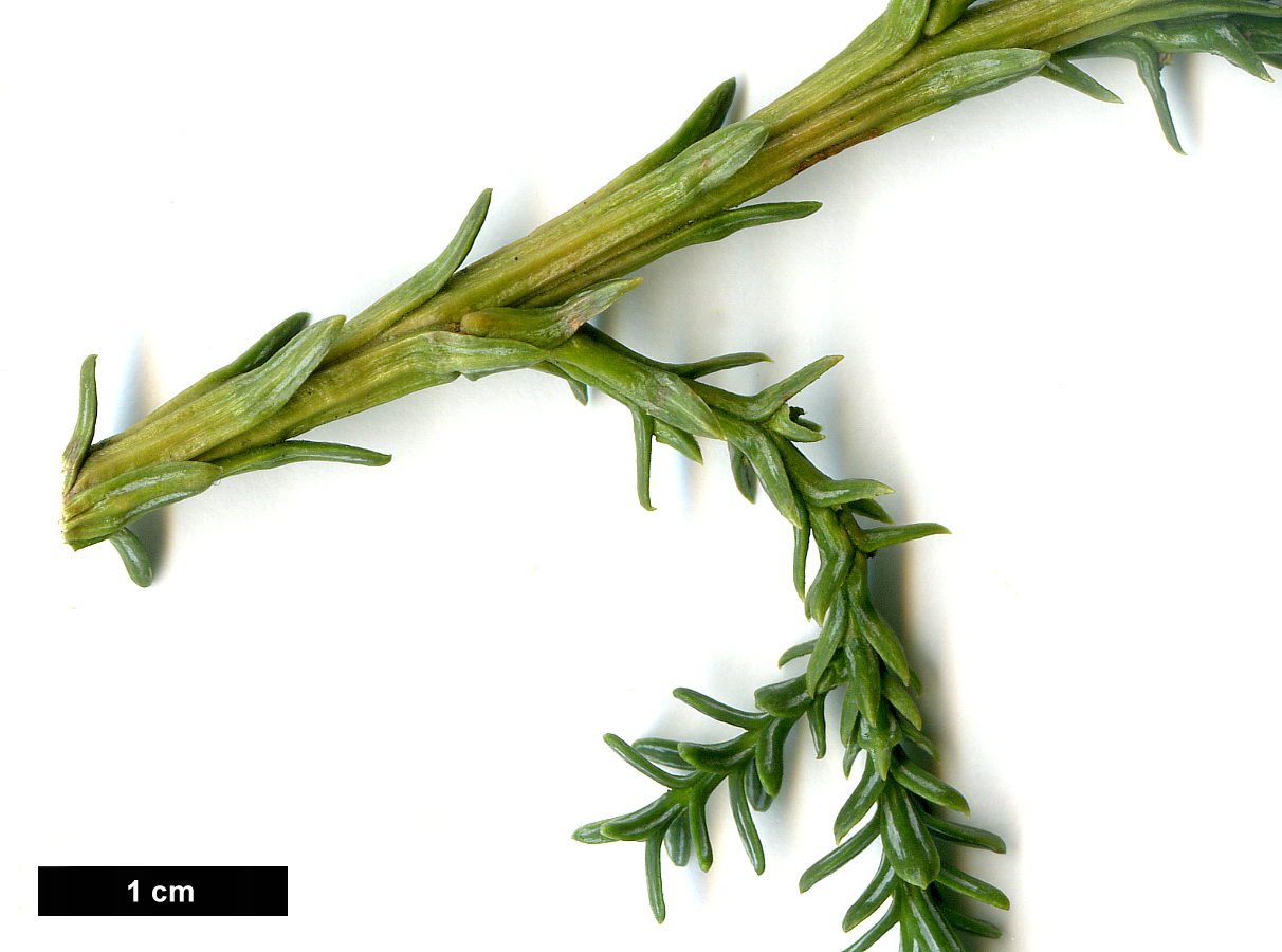 High resolution image: Family: Cupressaceae - Genus: Fitzroya - Taxon: cupressoides