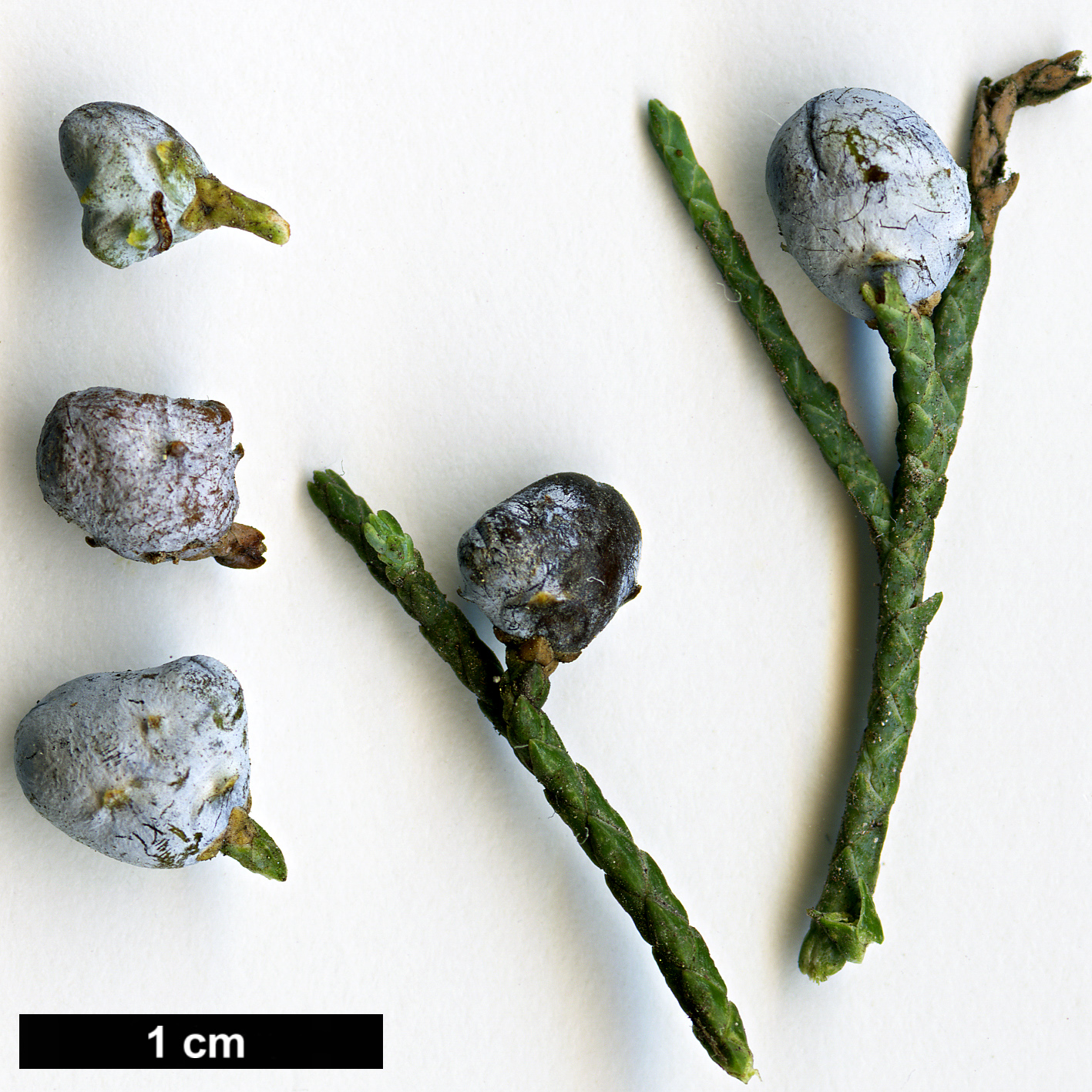 High resolution image: Family: Cupressaceae - Genus: Juniperus - Taxon: chinensis