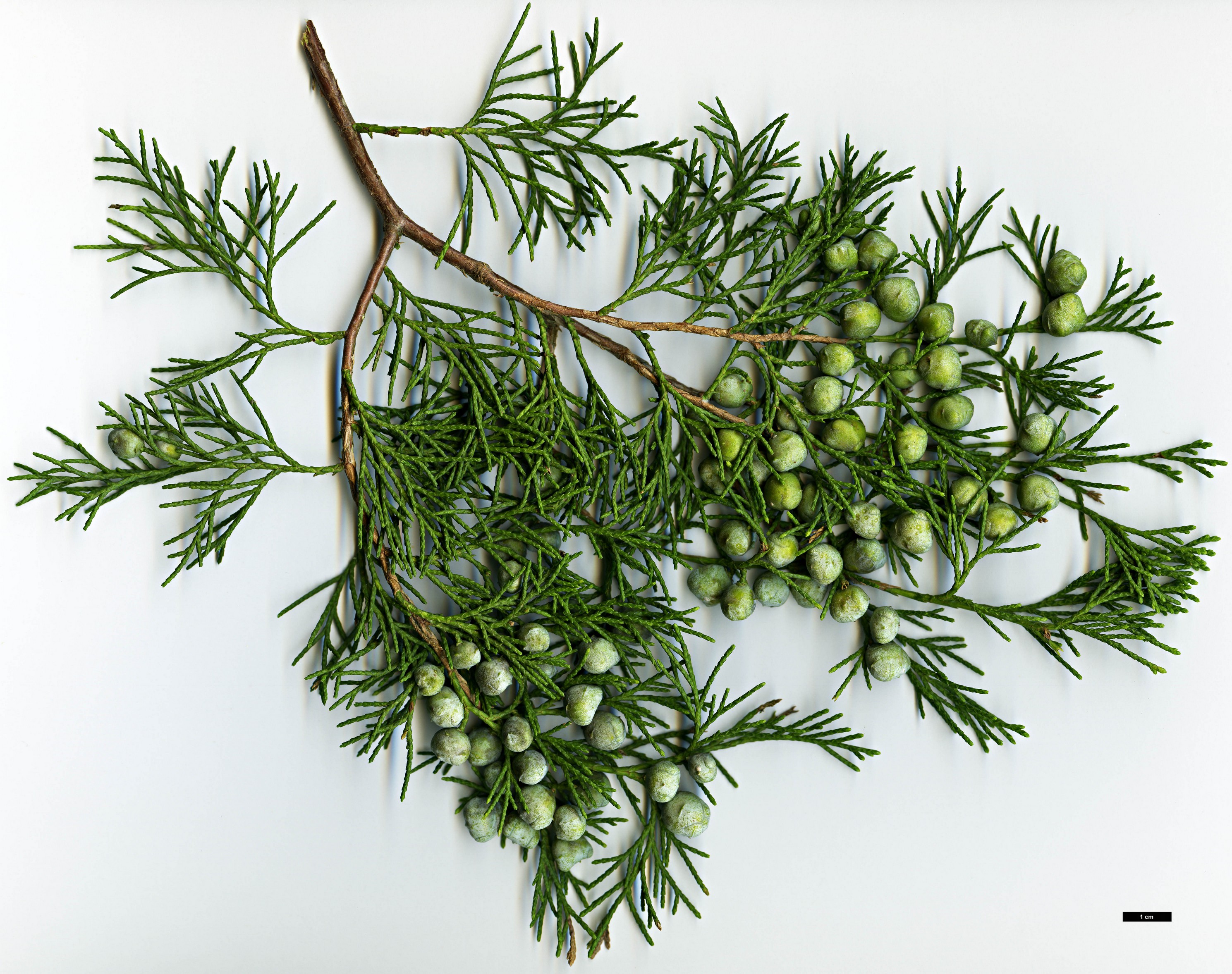 High resolution image: Family: Cupressaceae - Genus: Juniperus - Taxon: flaccida High resolution image: Family: Cupressaceae - Genus: Juniperus - Taxon: flaccida