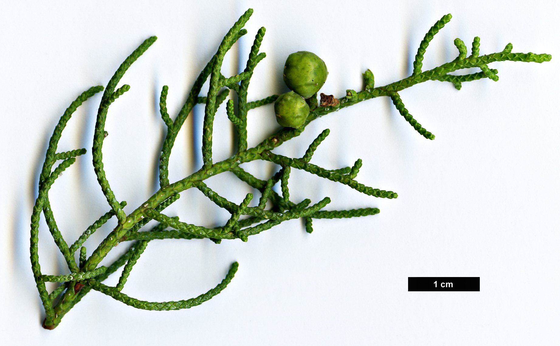 High resolution image: Family: Cupressaceae - Genus: Juniperus - Taxon: phoenicea