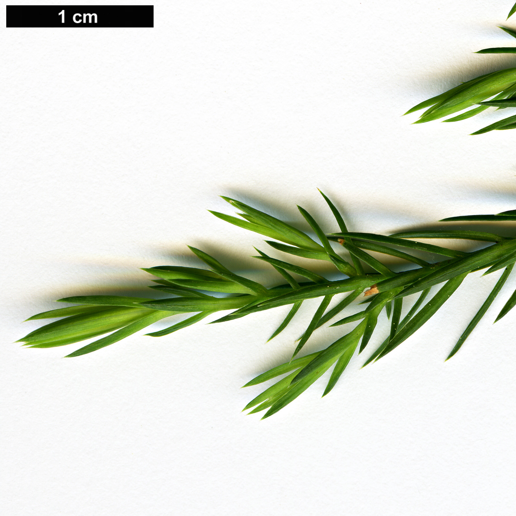High resolution image: Family: Cupressaceae - Genus: Juniperus - Taxon: procera