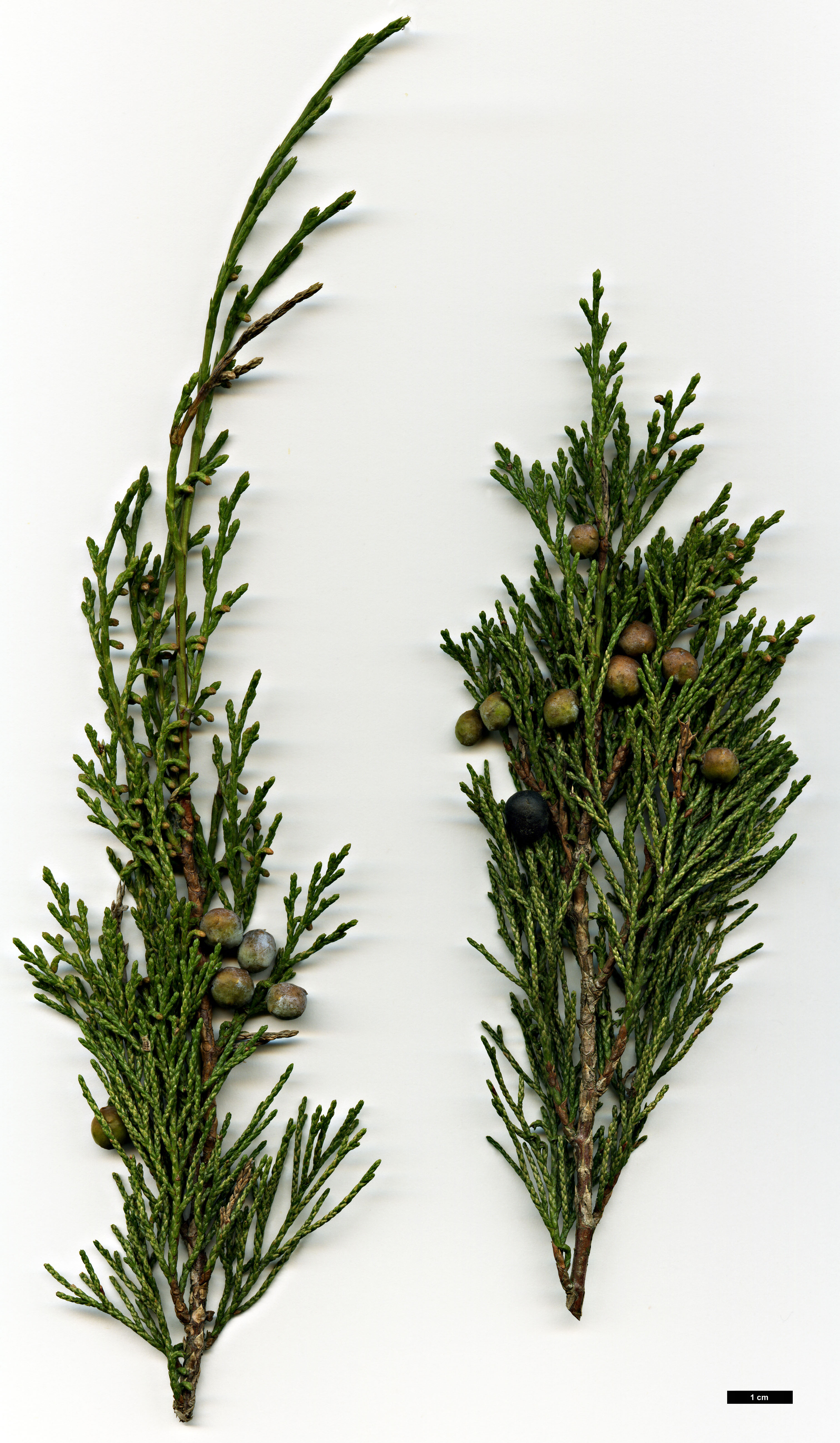 High resolution image: Family: Cupressaceae - Genus: Juniperus - Taxon: sabina High resolution image: Family: Cupressaceae - Genus: Juniperus - Taxon: sabina