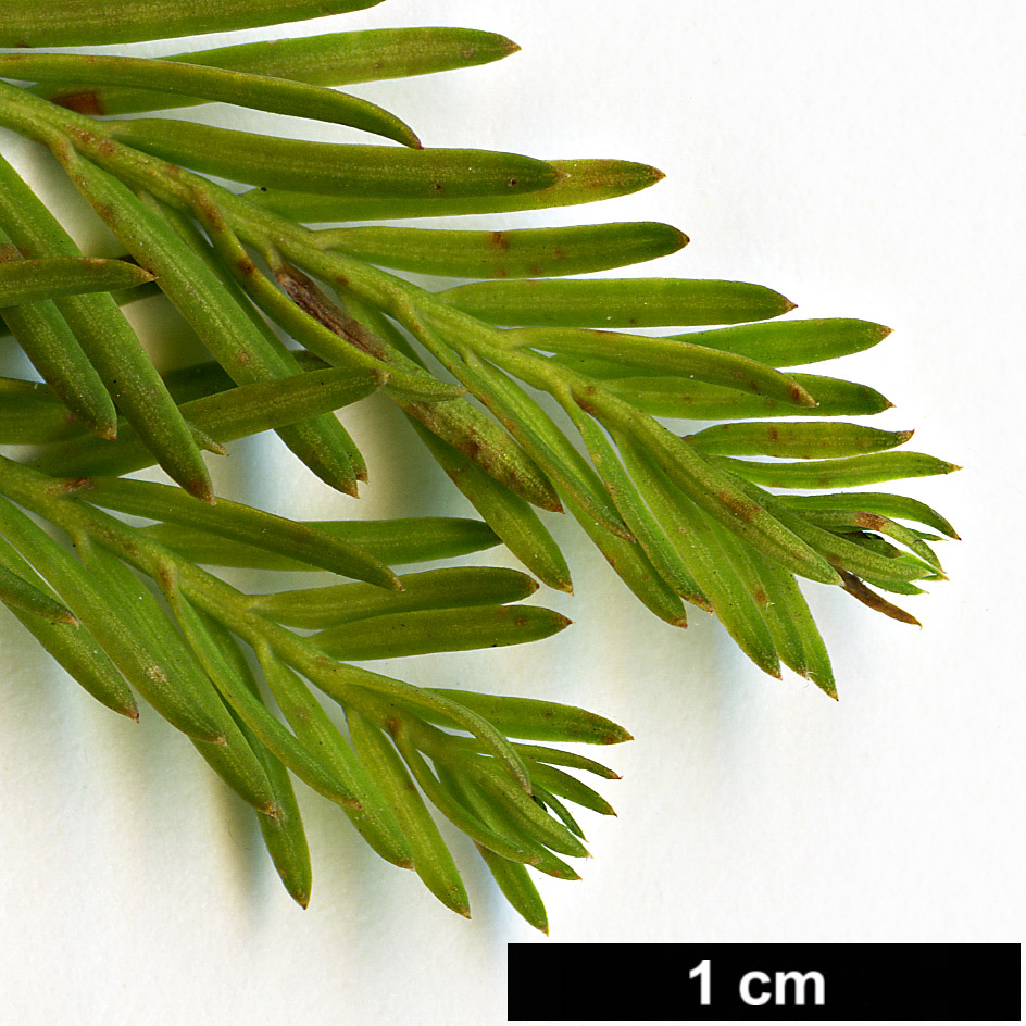 High resolution image: Family: Cupressaceae - Genus: Taxodium - Taxon: mucronatum High resolution image: Family: Cupressaceae - Genus: Taxodium - Taxon: mucronatum
