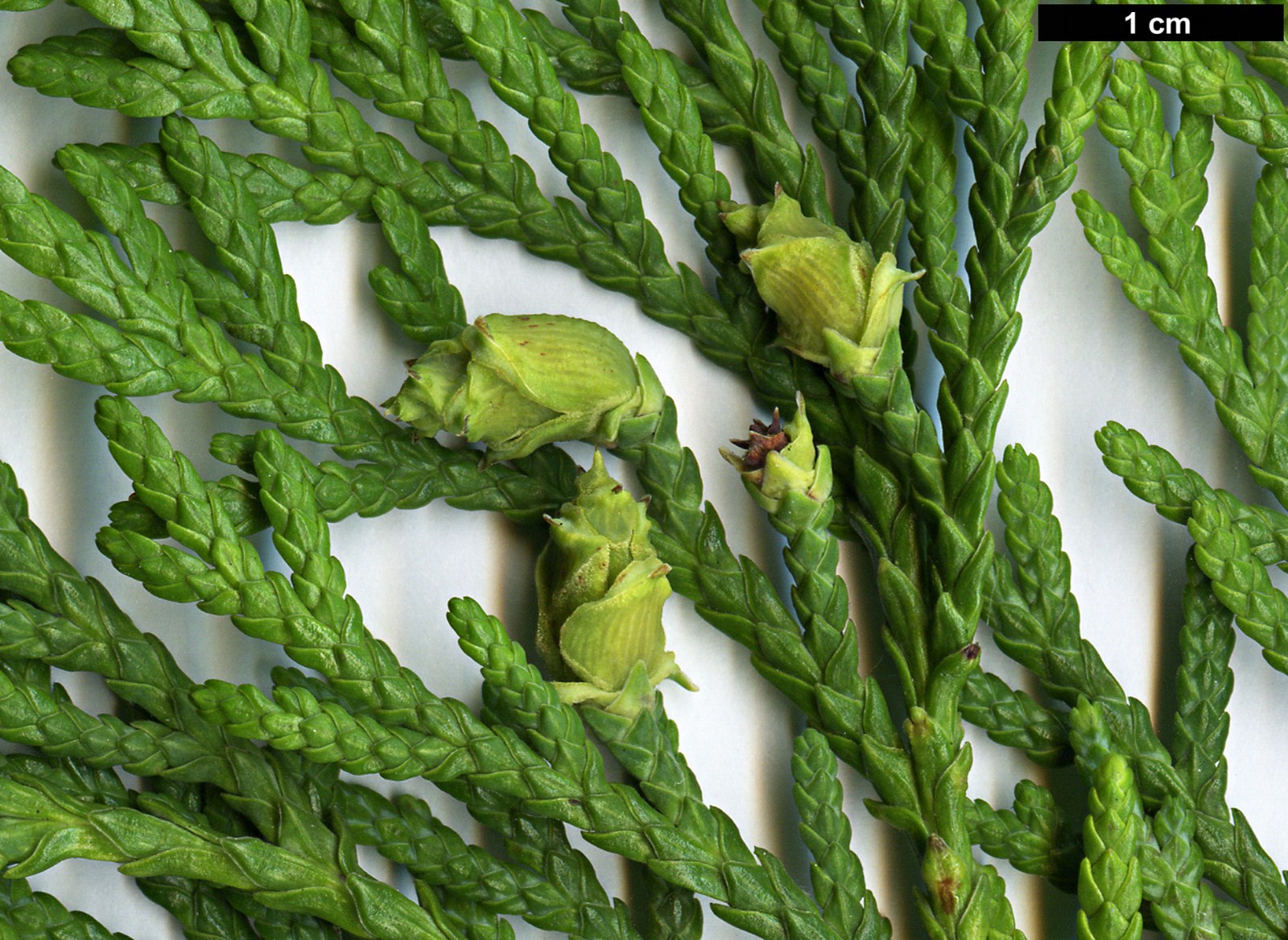 High resolution image: Family: Cupressaceae - Genus: Thuja - Taxon: standishii High resolution image: Family: Cupressaceae - Genus: Thuja - Taxon: standishii