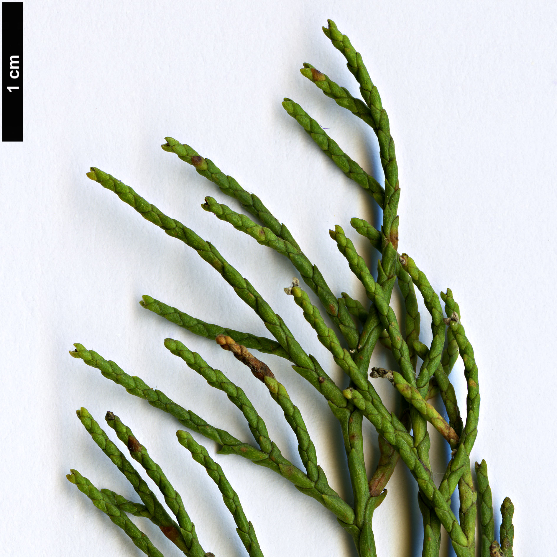 High resolution image: Family: Cupressaceae - Genus: Widdringtonia - Taxon: schwarzii