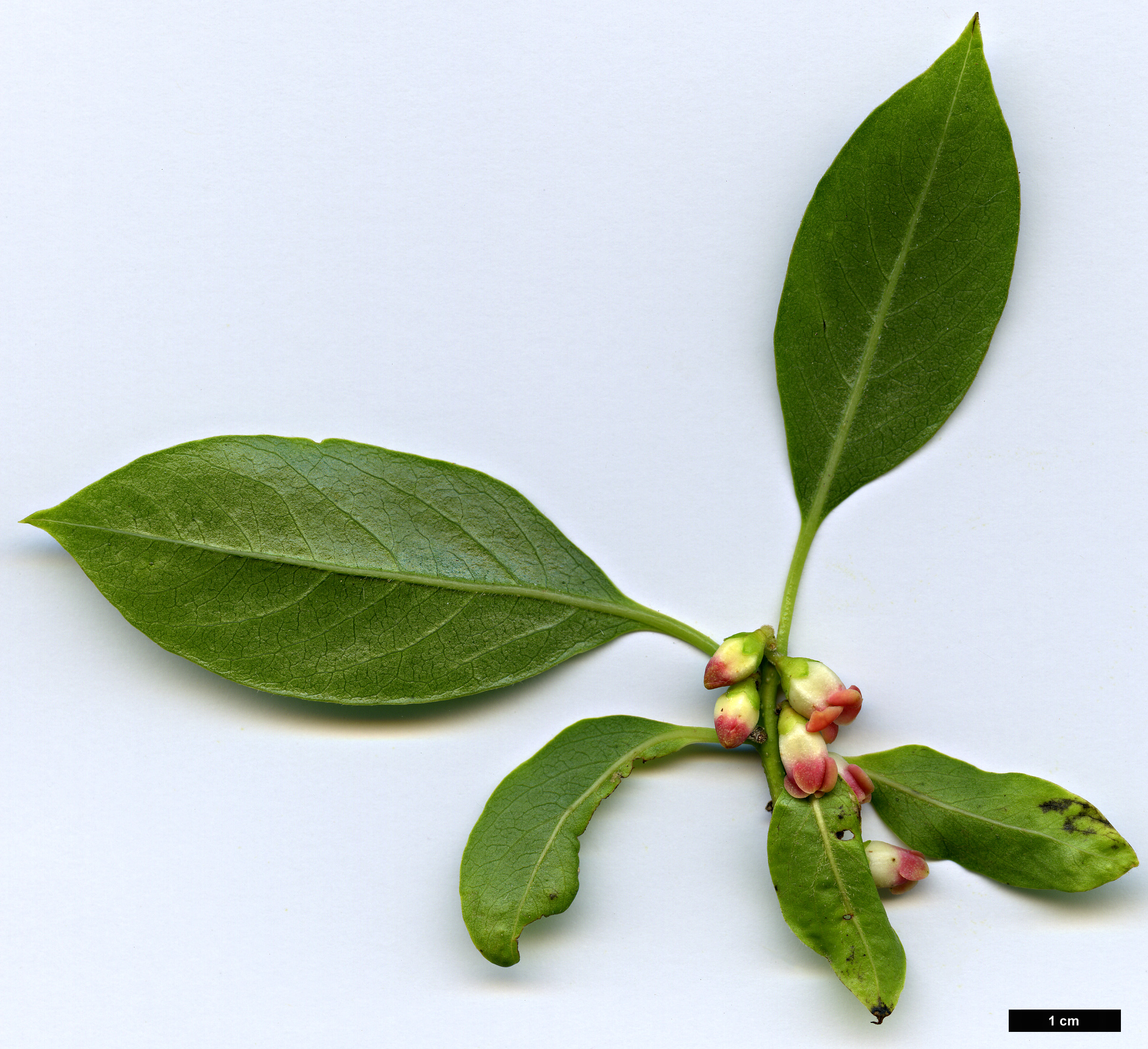 High resolution image: Family: Ebenaceae - Genus: Diospyros - Taxon: lotus High resolution image: Family: Ebenaceae - Genus: Diospyros - Taxon: lotus