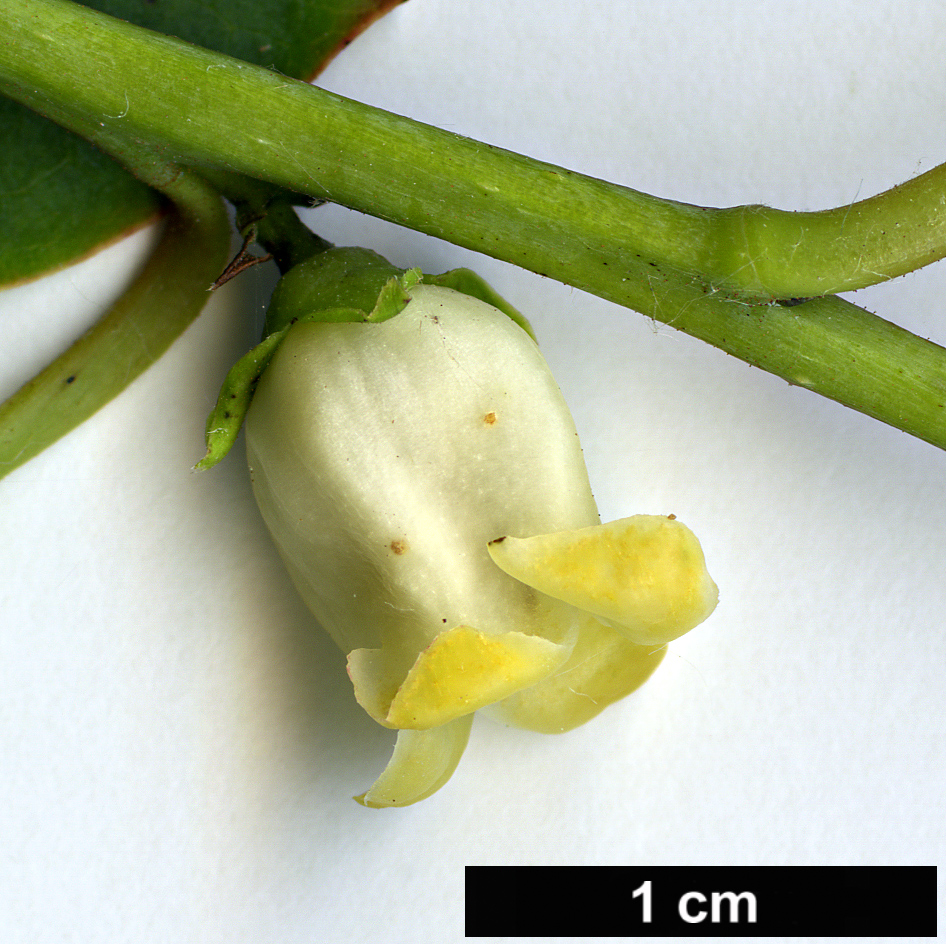 High resolution image: Family: Ebenaceae - Genus: Diospyros - Taxon: virginiana